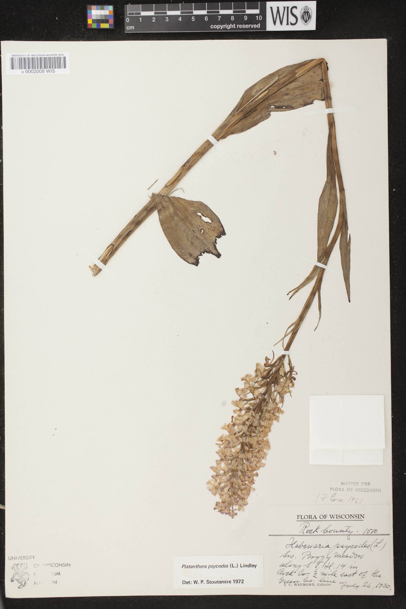 Platanthera psycodes image