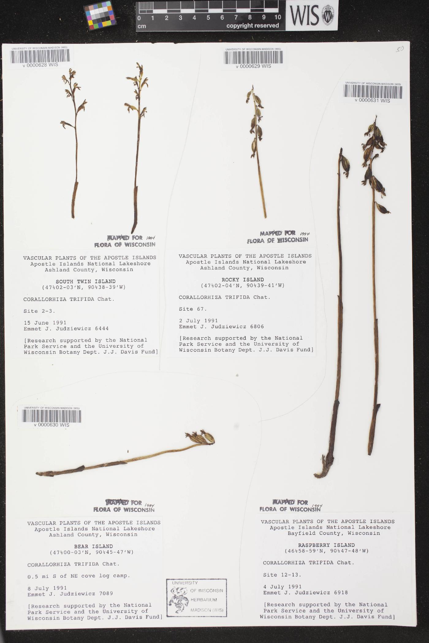 Corallorhiza trifida image