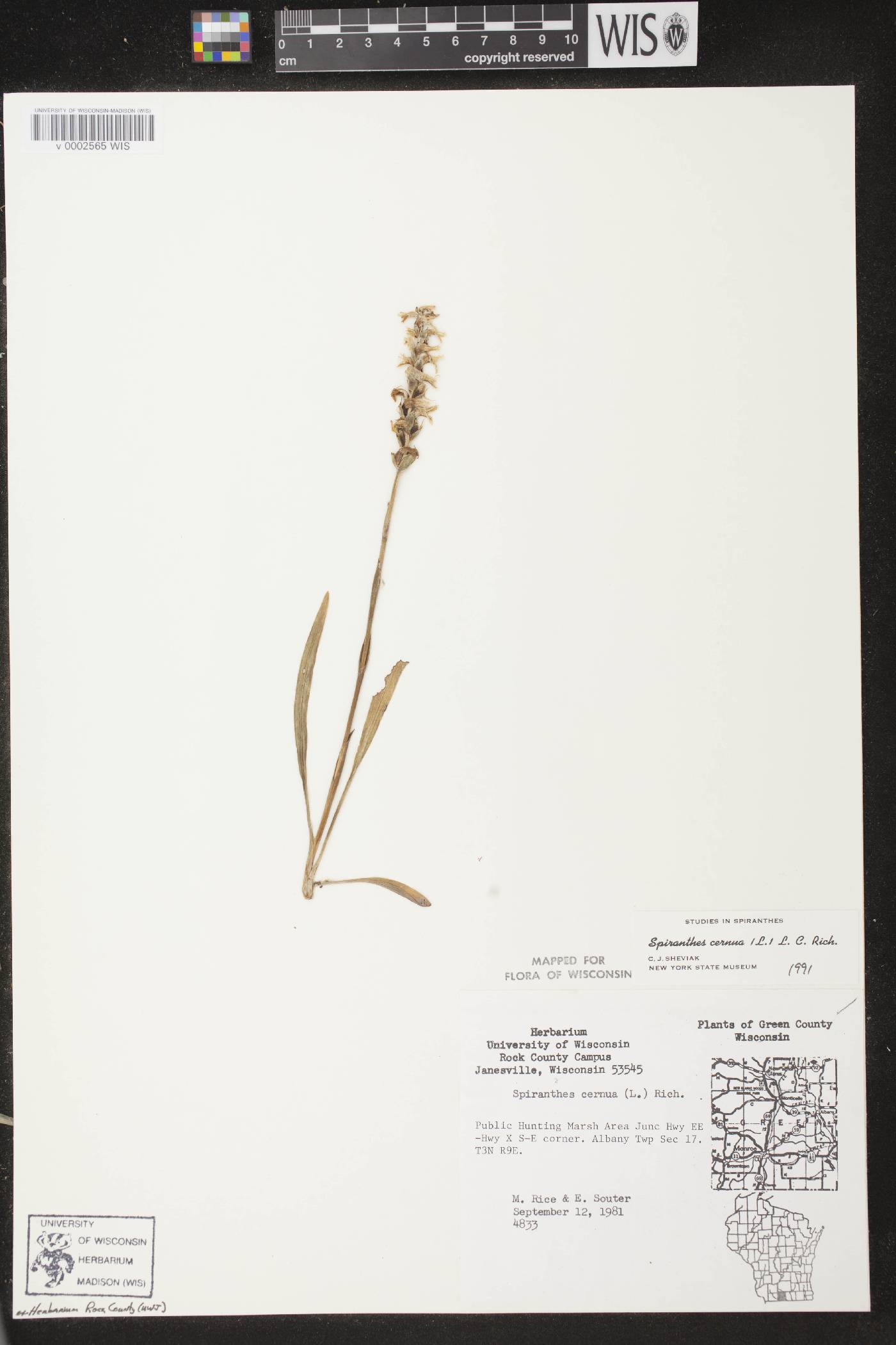 Spiranthes cernua image