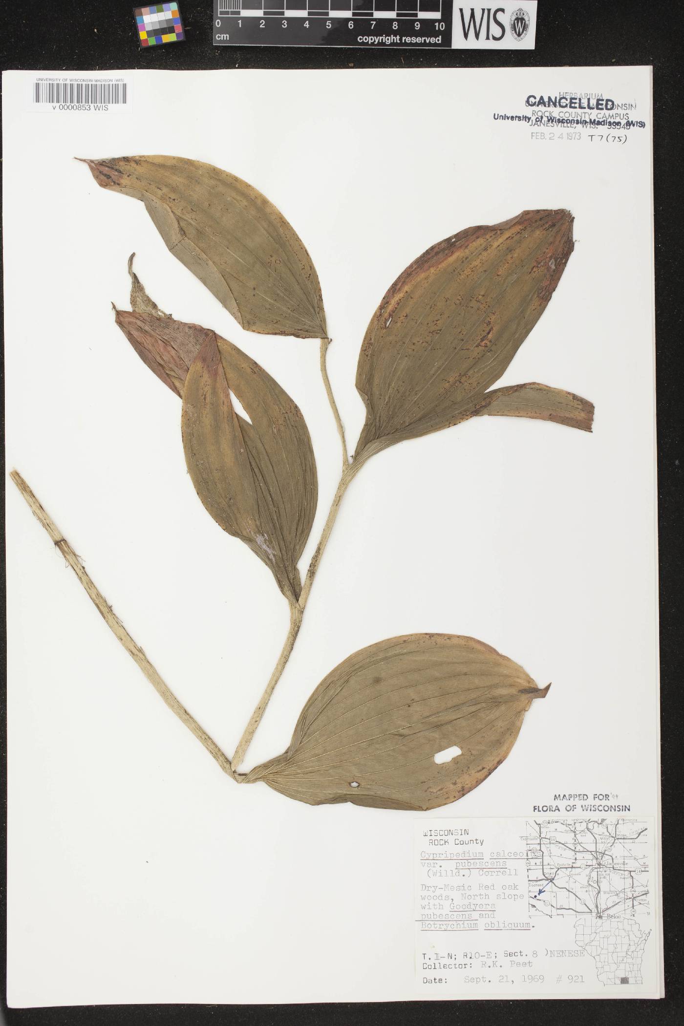 Cypripedium parviflorum var. pubescens image