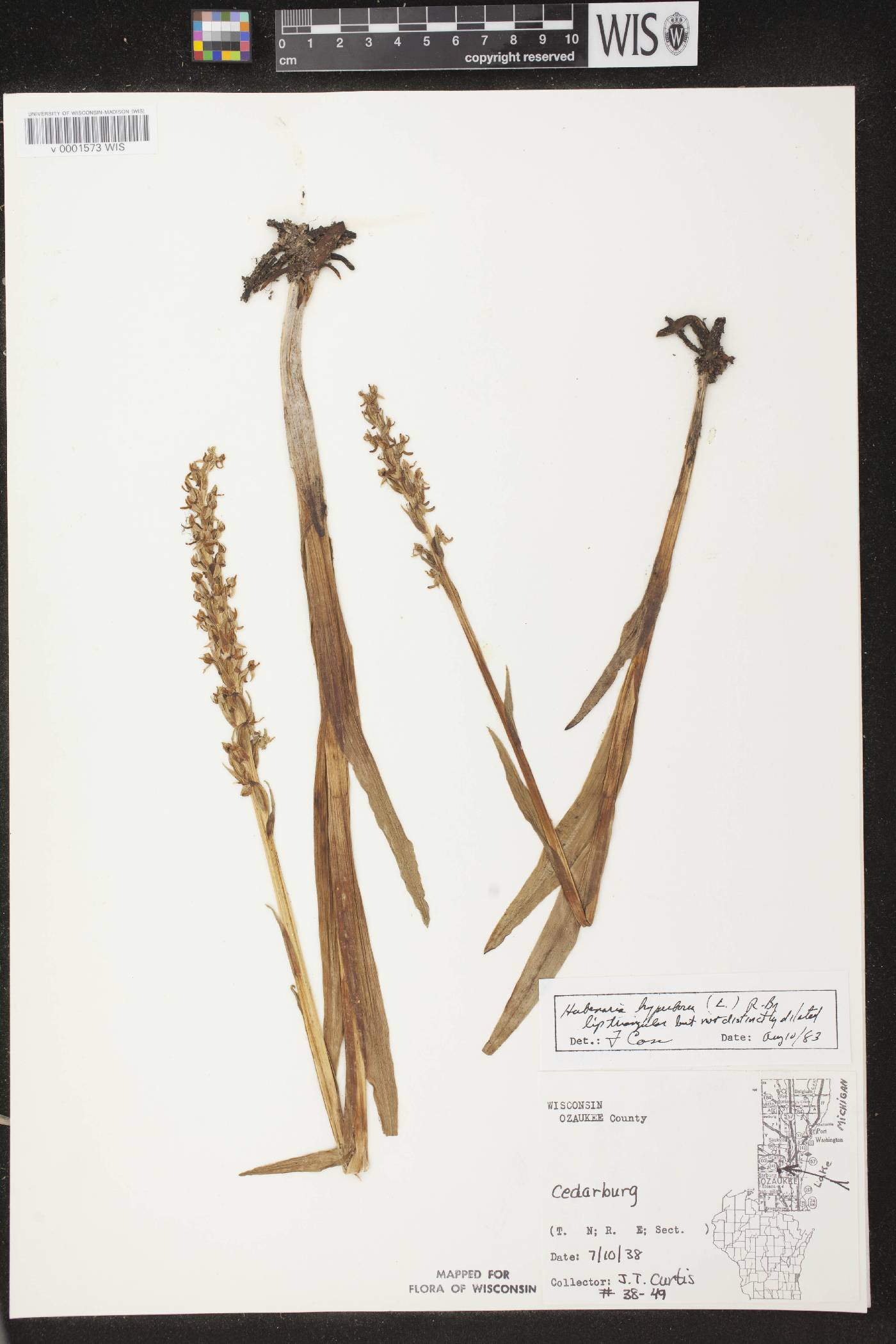 Platanthera huronensis image