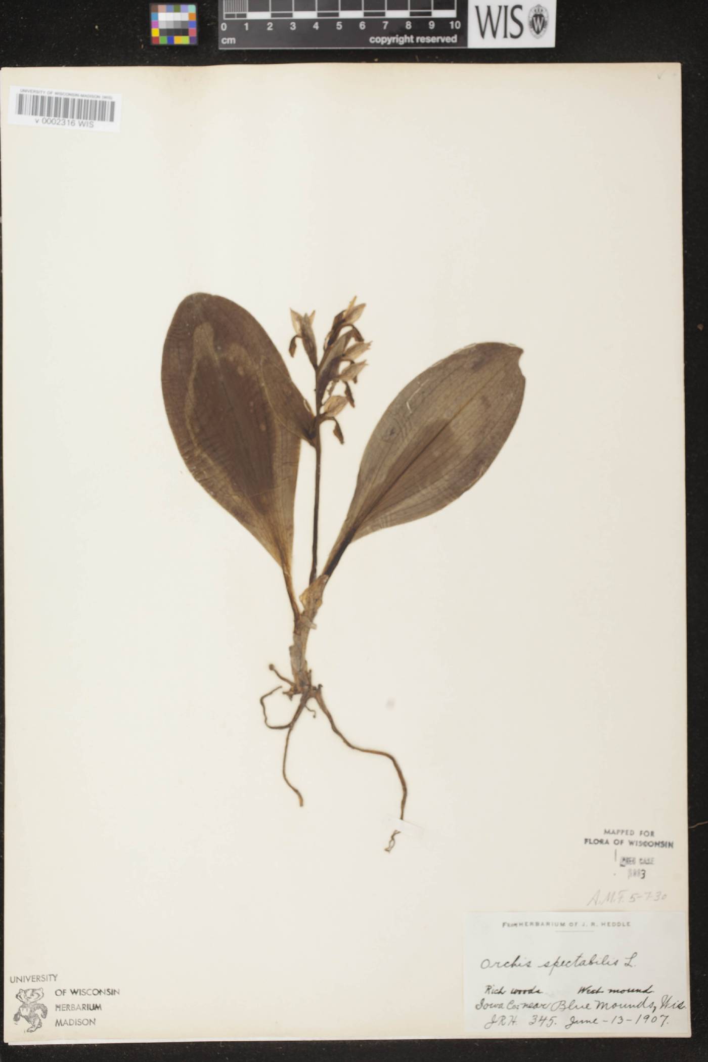 Galearis spectabilis image