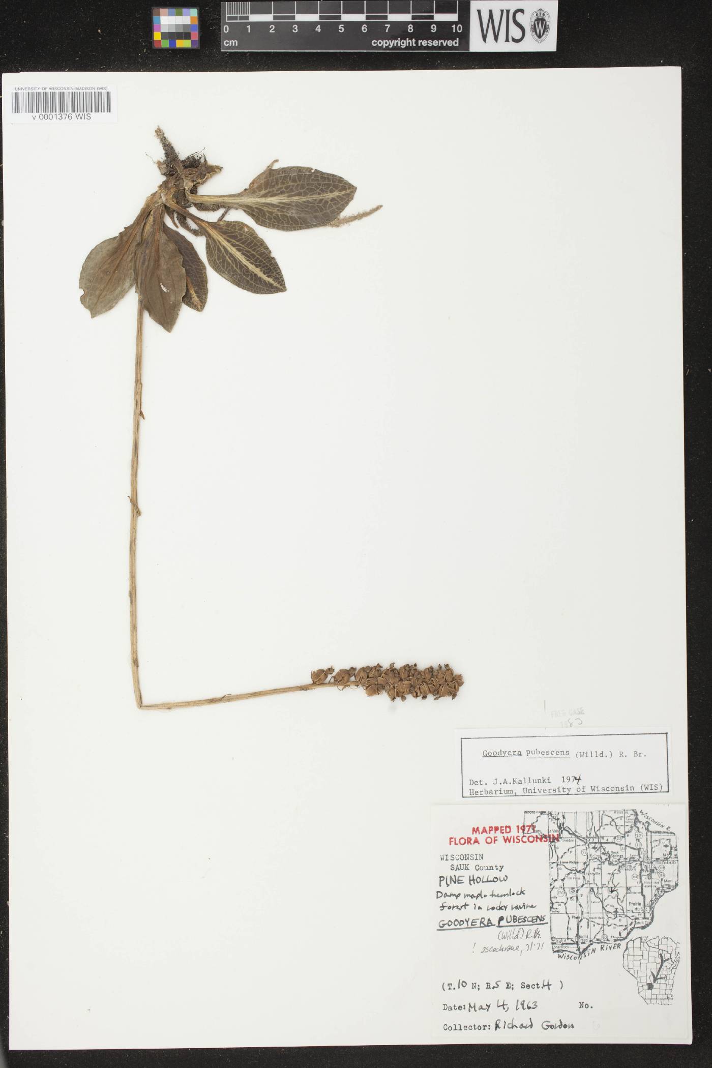 Goodyera pubescens image