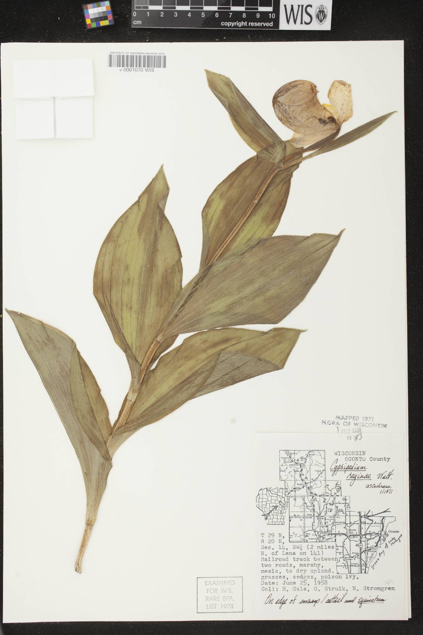 Cypripedium reginae image