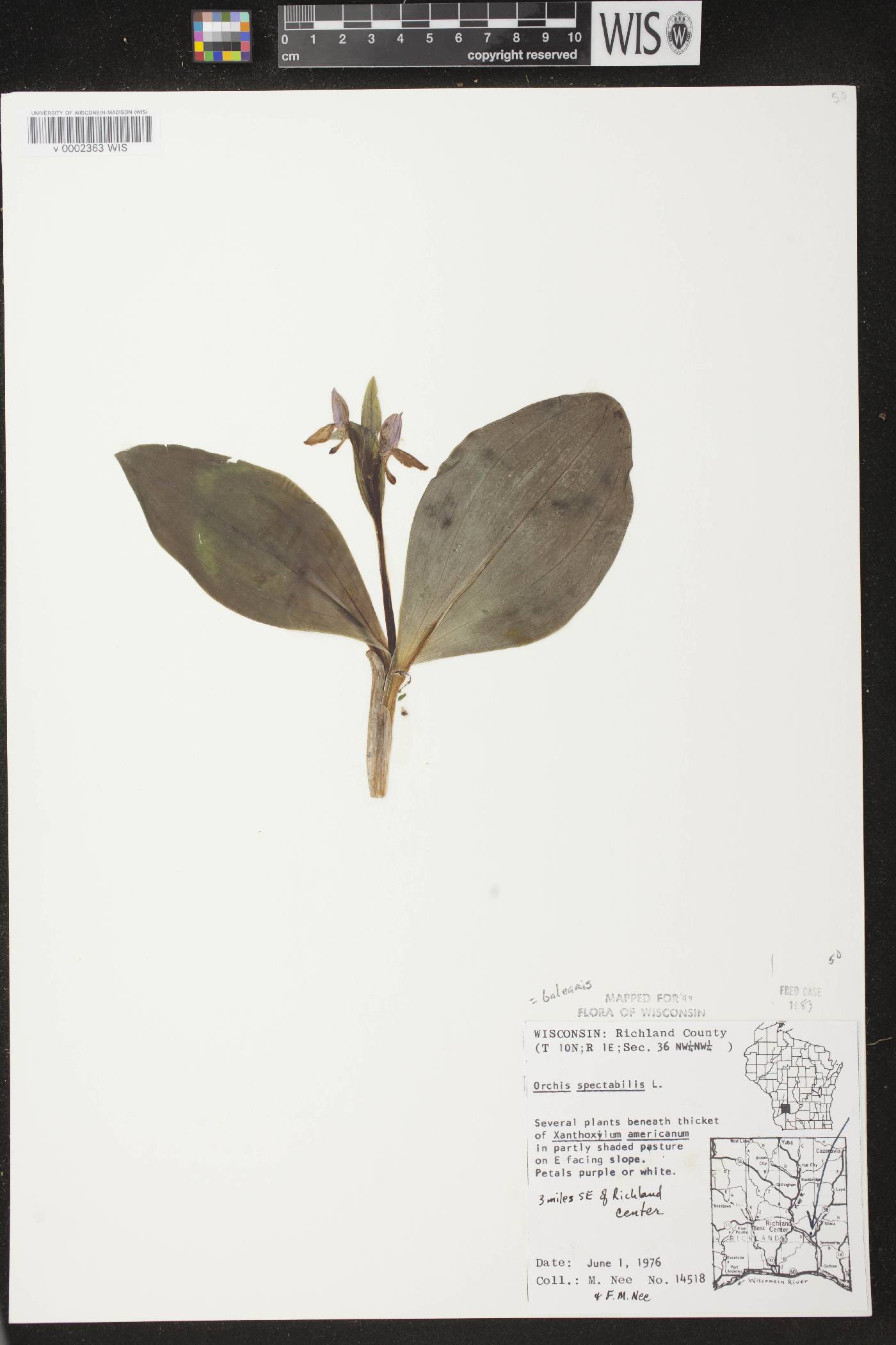 Galearis spectabilis image