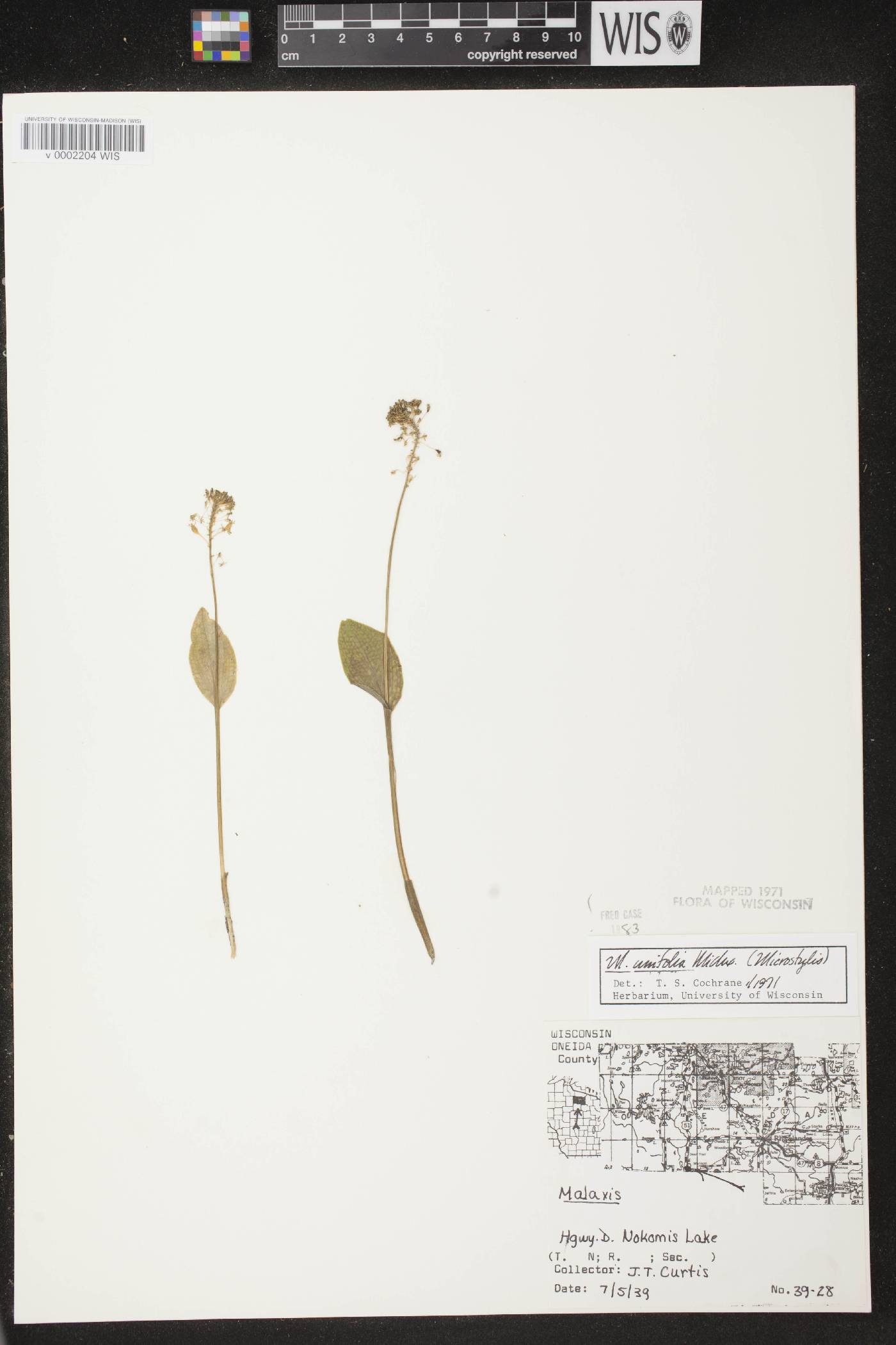 Malaxis unifolia image
