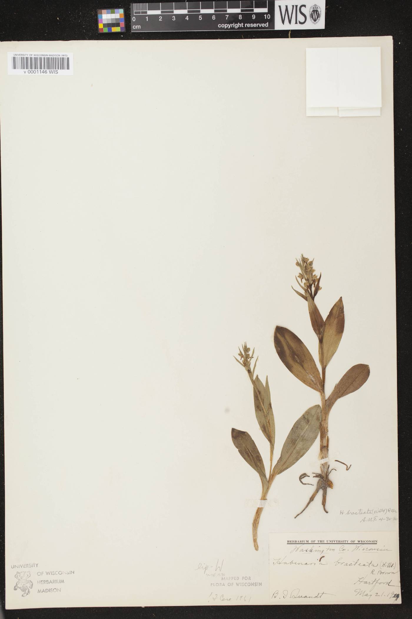 Coeloglossum viride var. virescens image
