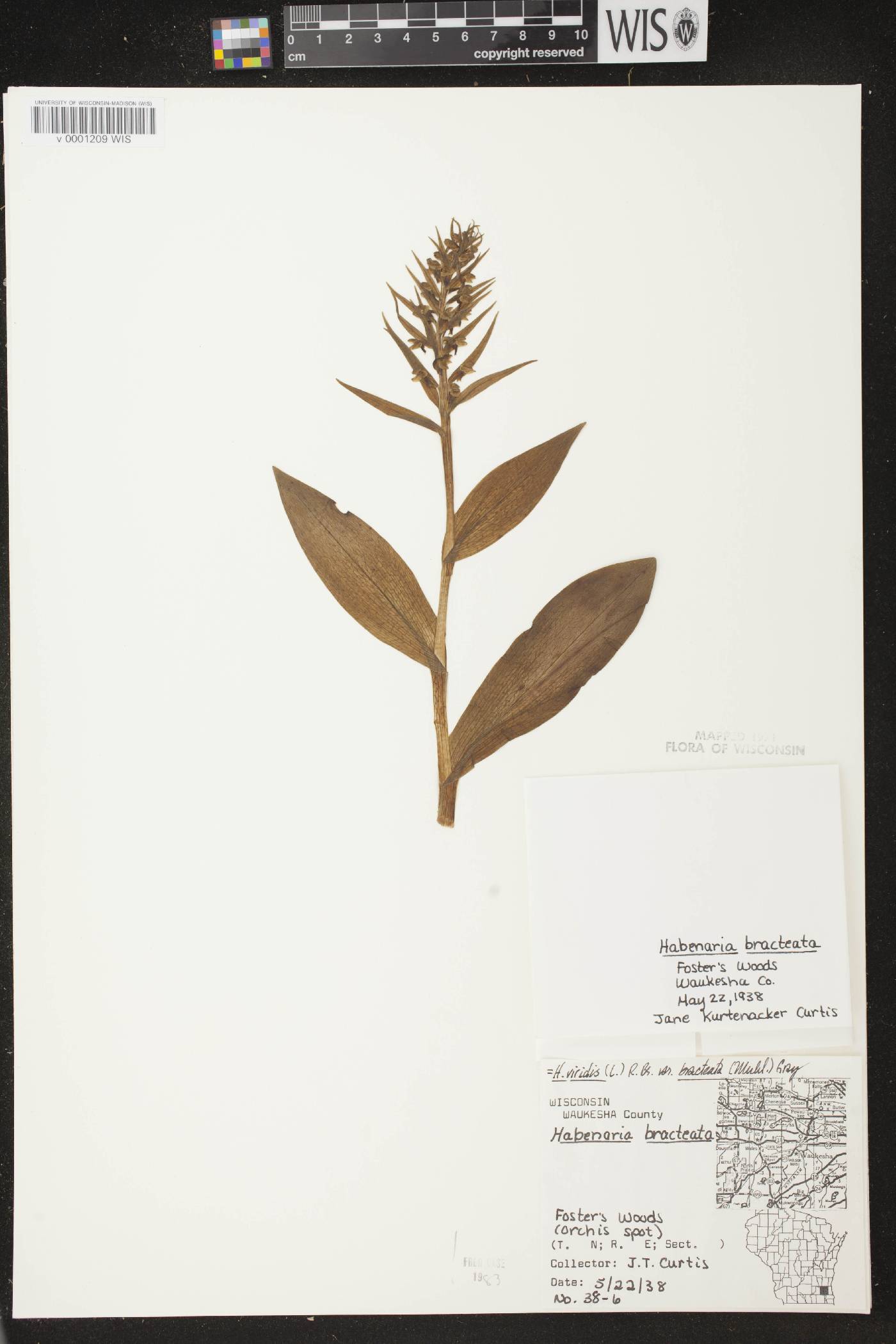 Coeloglossum viride var. virescens image