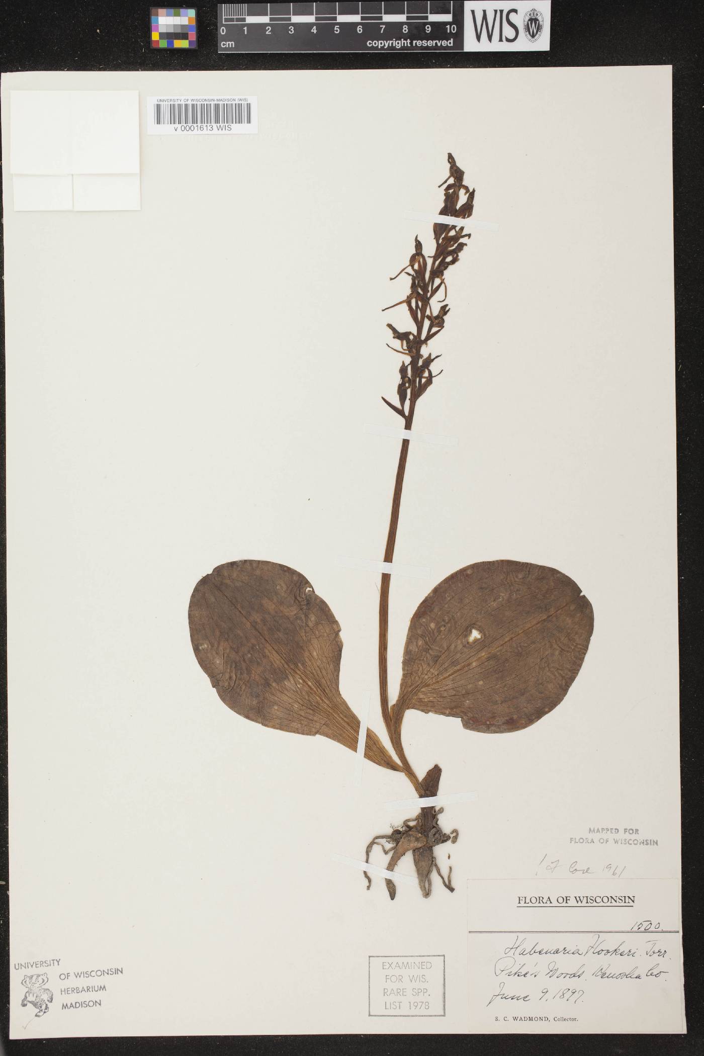Platanthera hookeri image