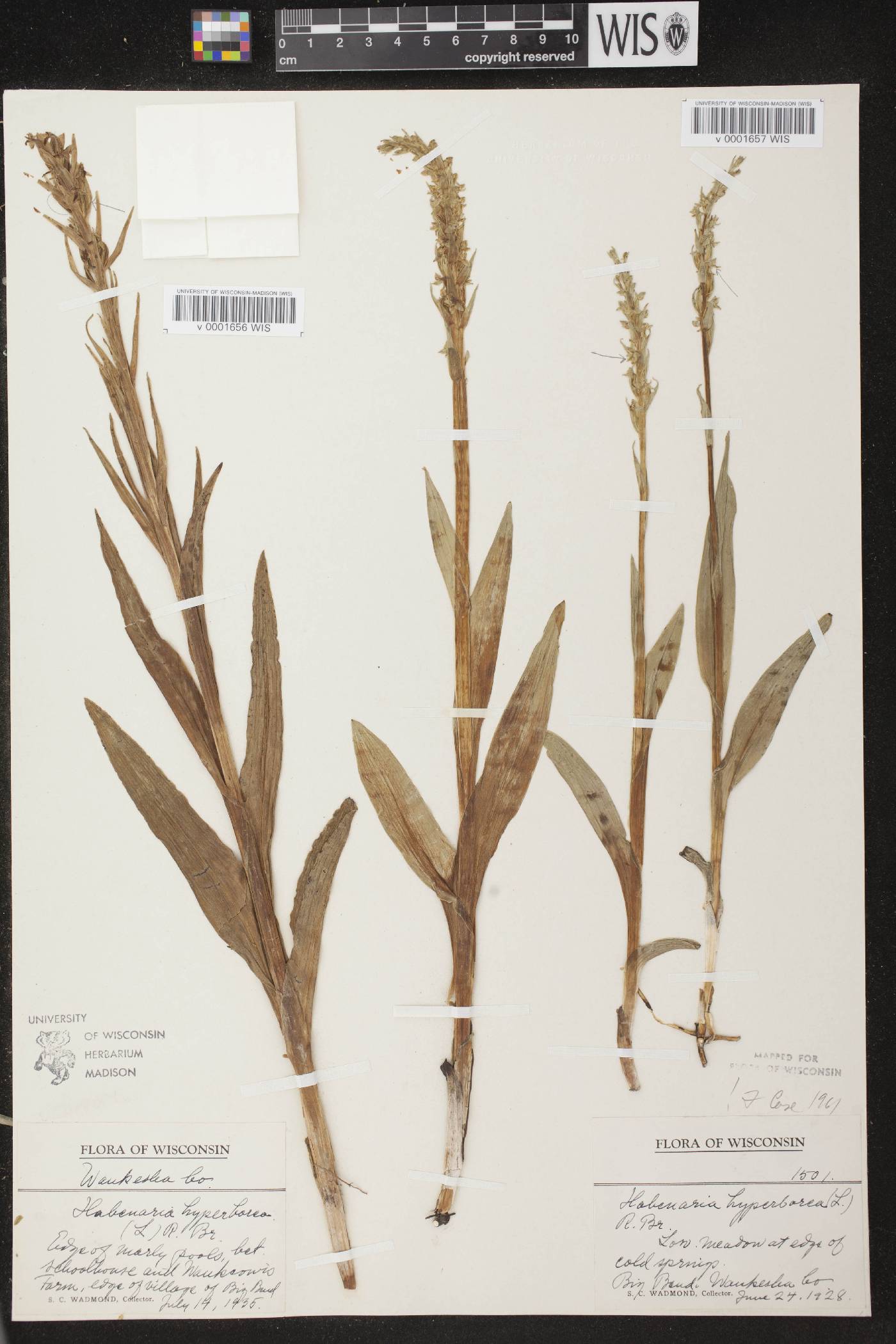 Platanthera huronensis image