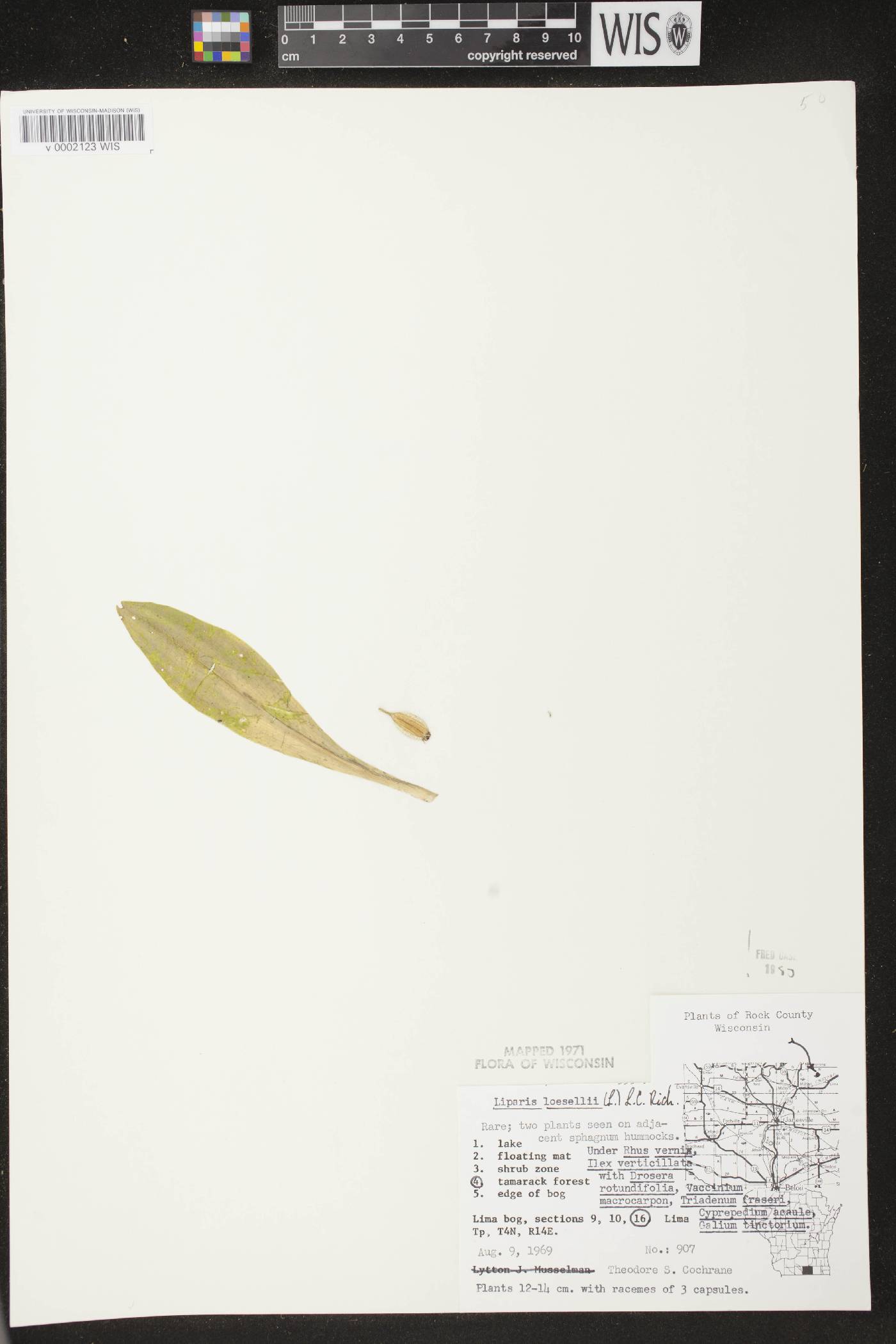 Liparis loeselii image
