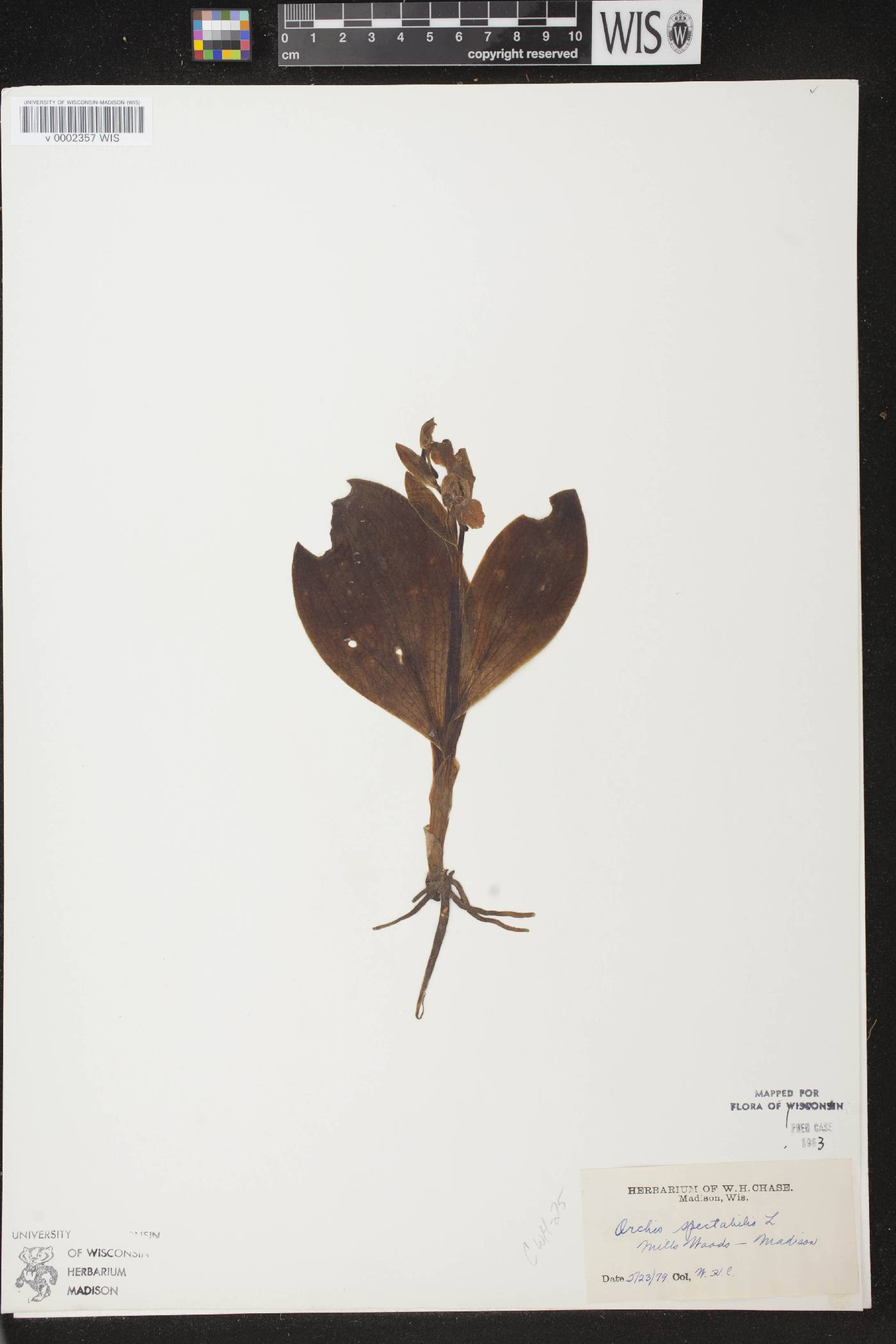 Galearis spectabilis image