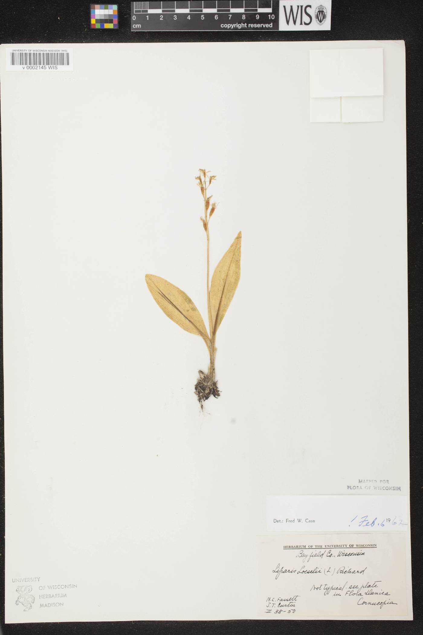 Liparis loeselii image