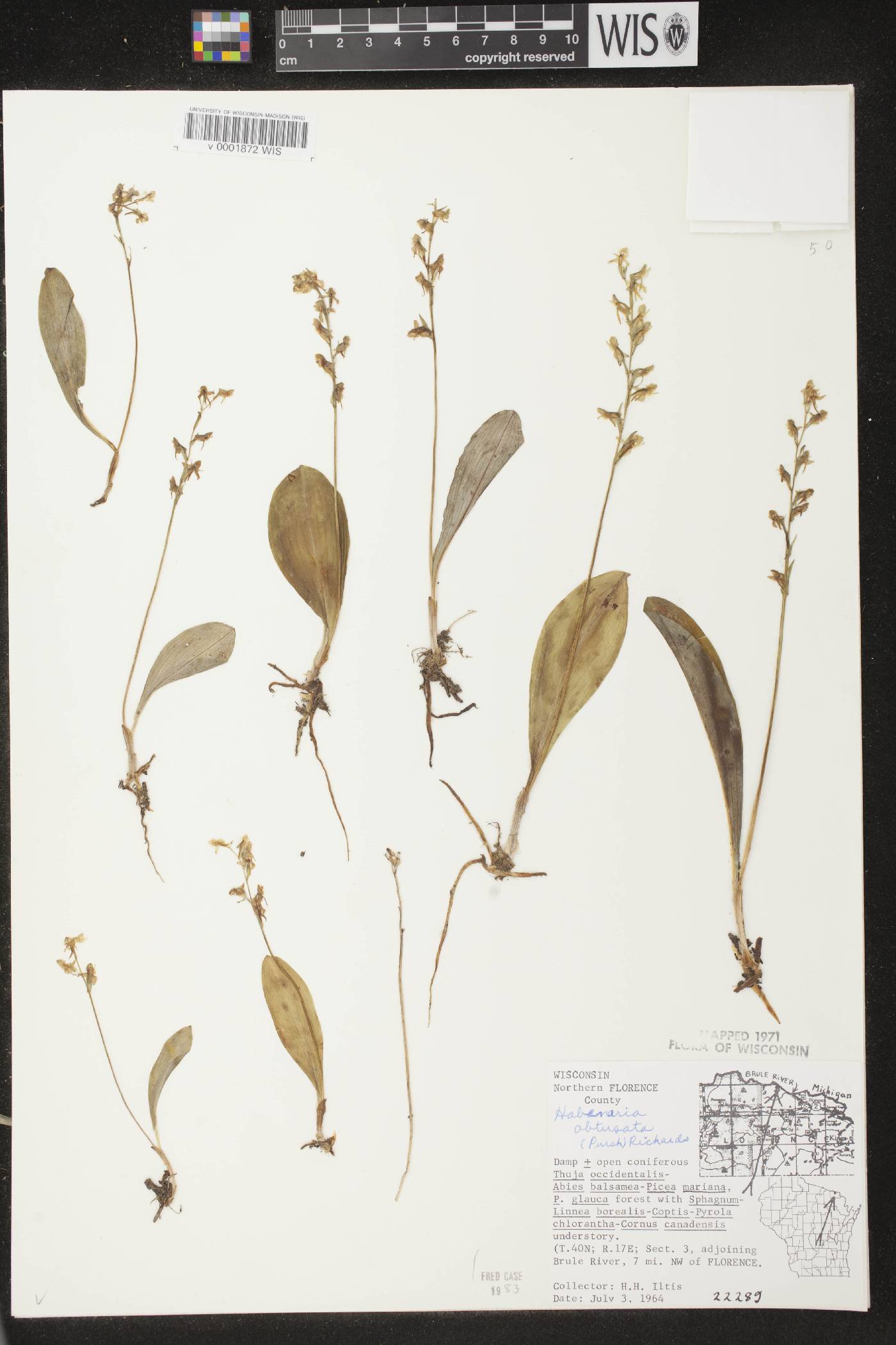Platanthera obtusata image