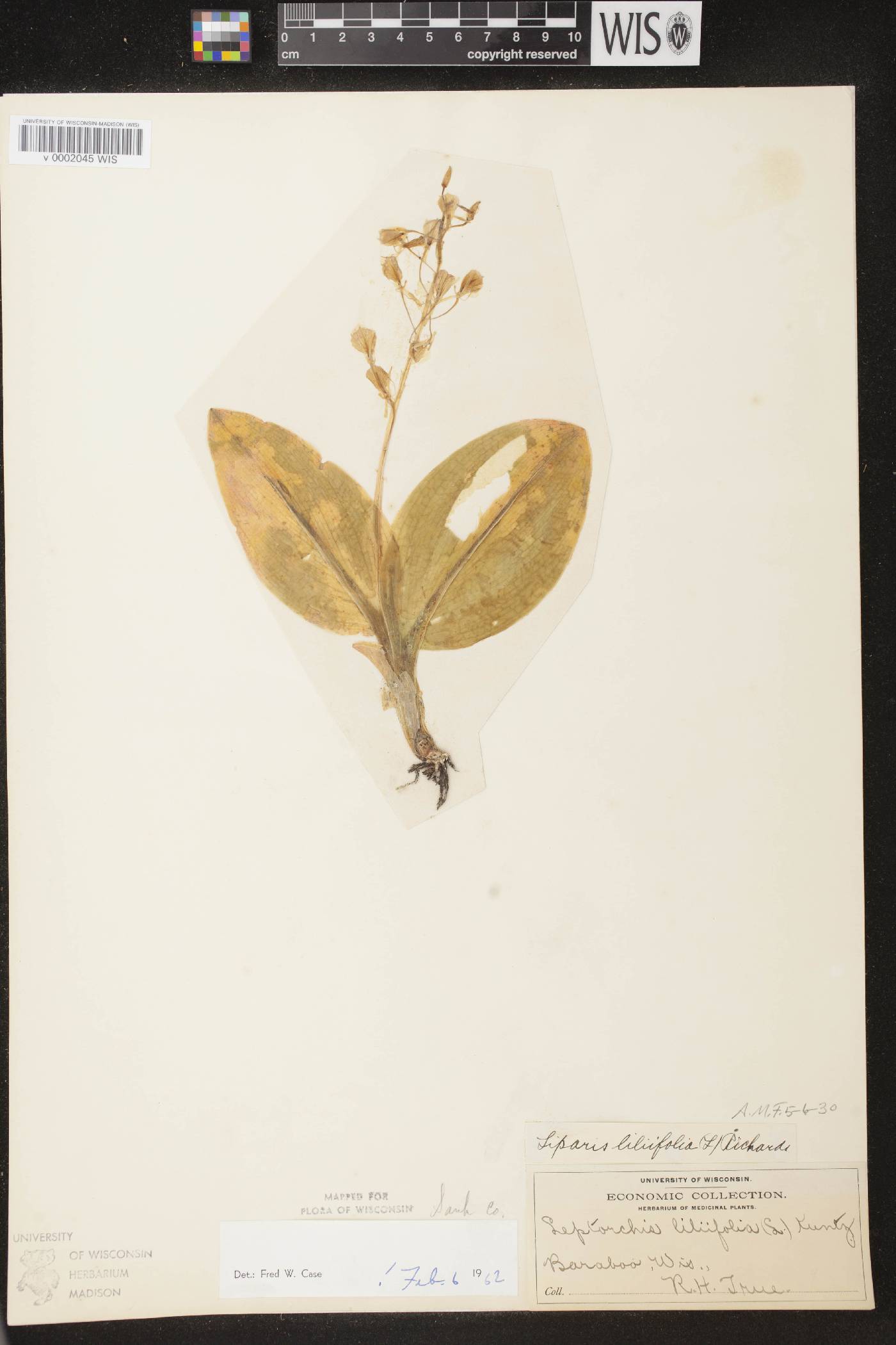 Liparis liliifolia image