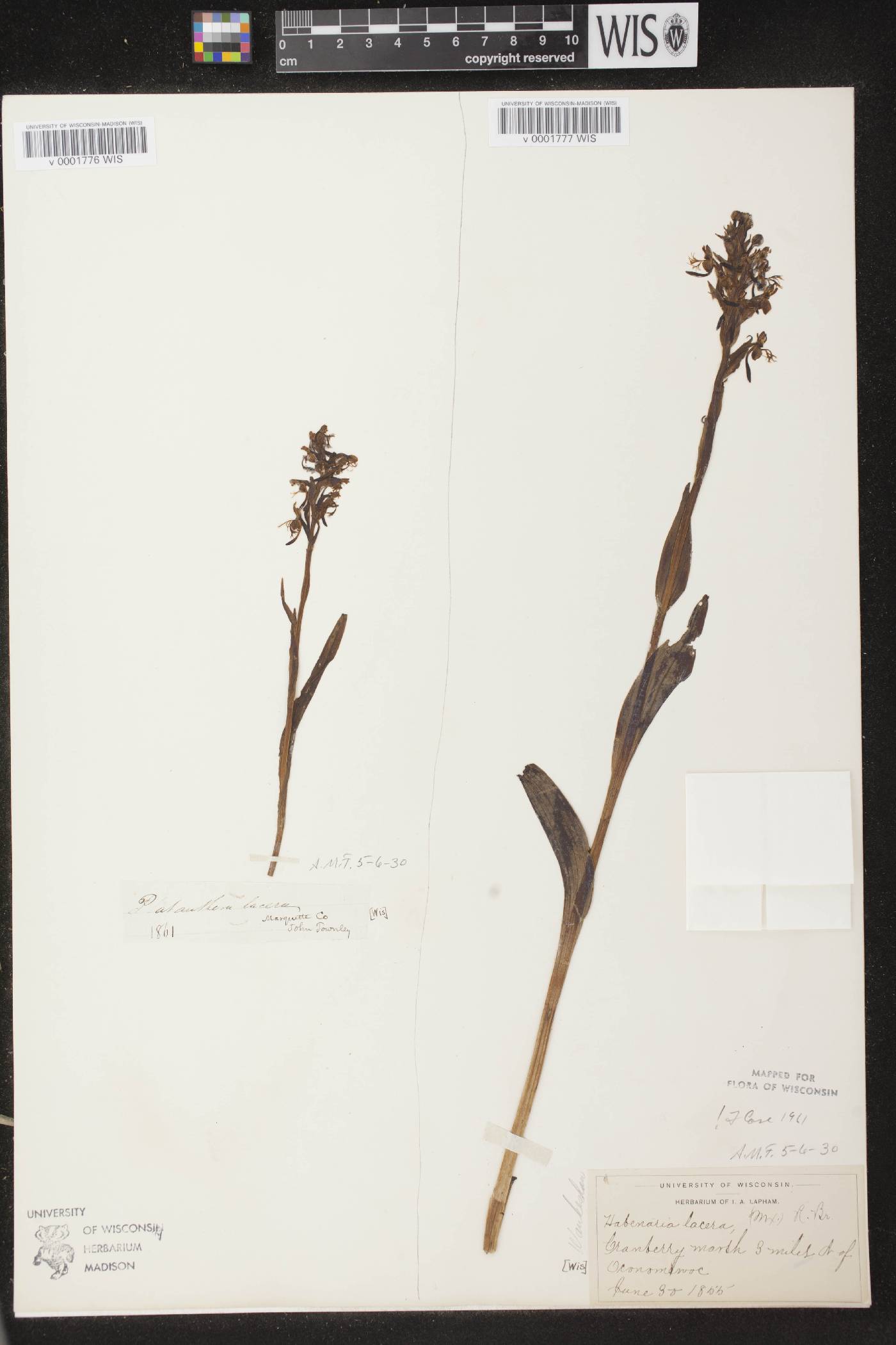 Platanthera lacera image