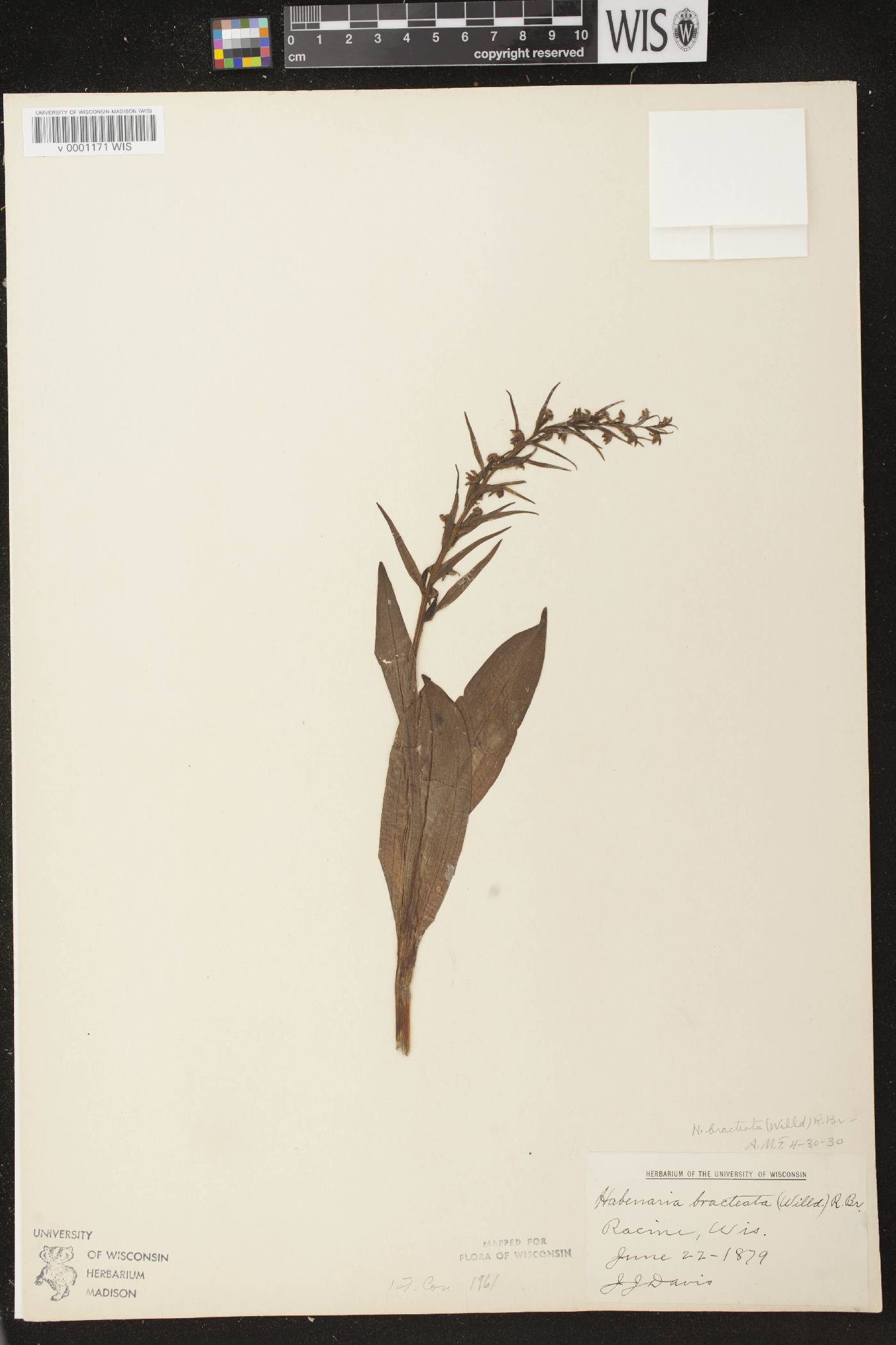 Coeloglossum viride var. virescens image
