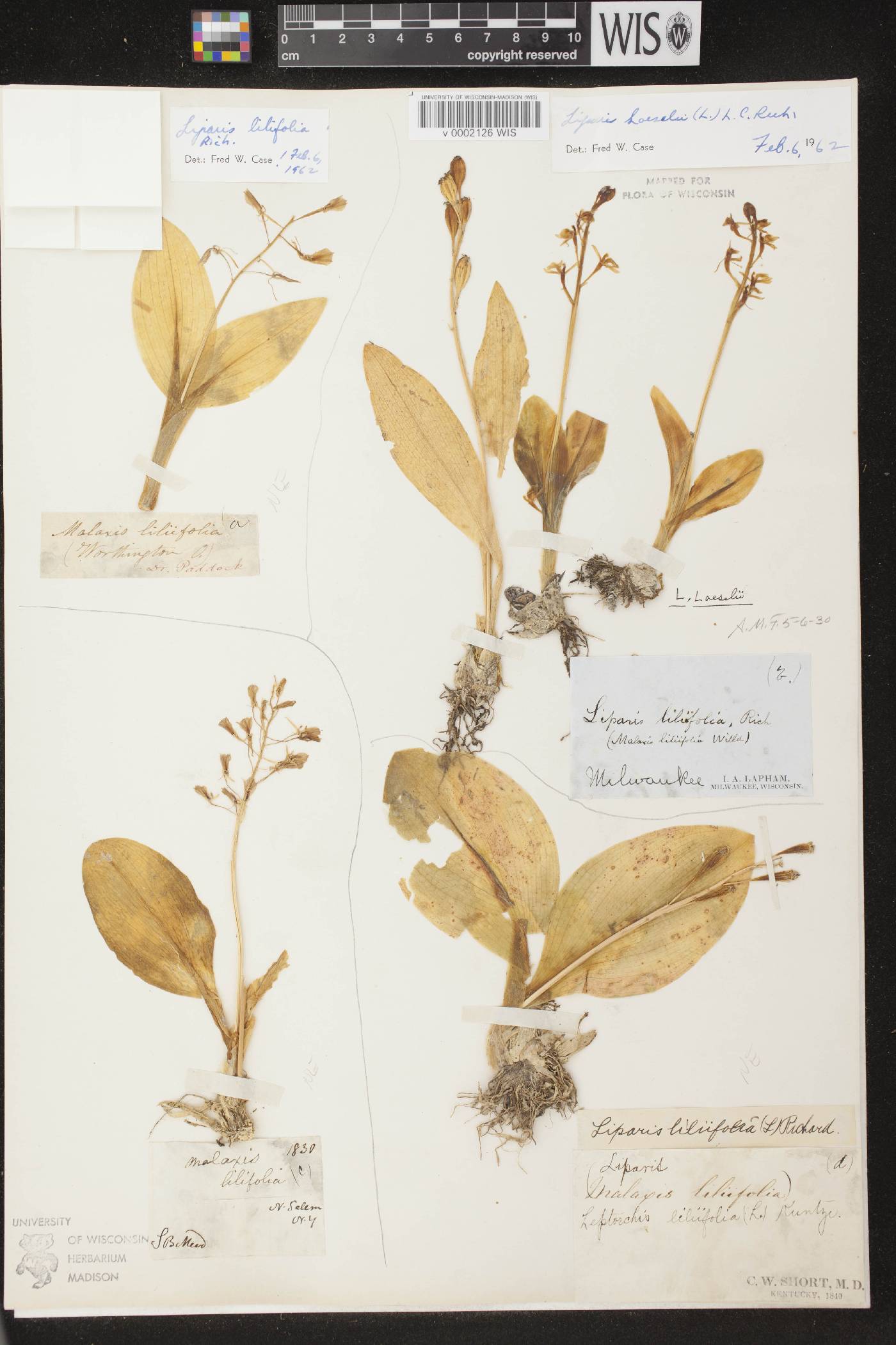Liparis loeselii image