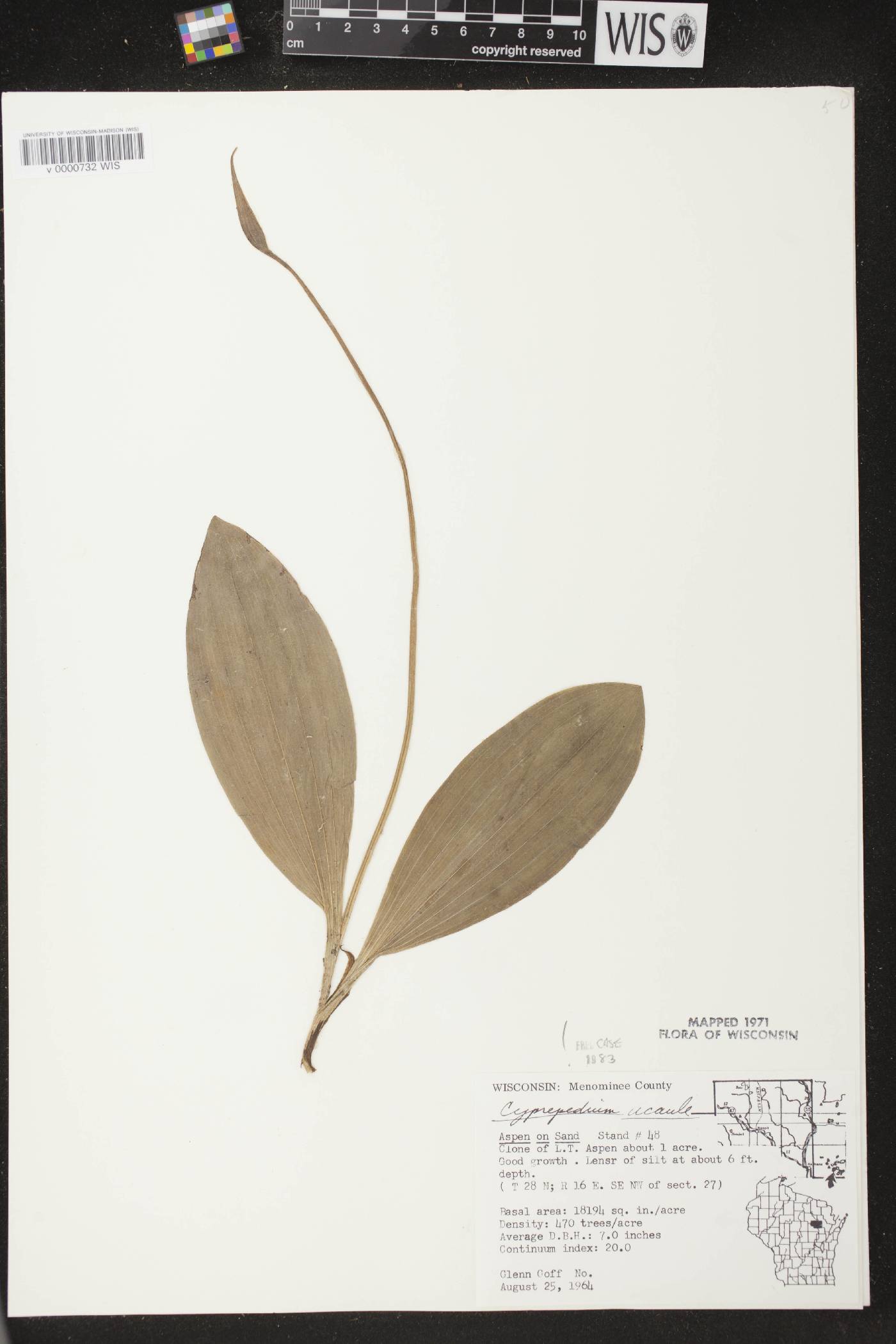 Cypripedium acaule image