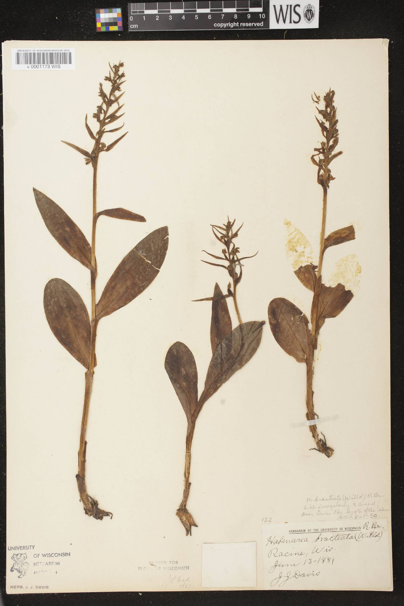 Coeloglossum viride var. virescens image