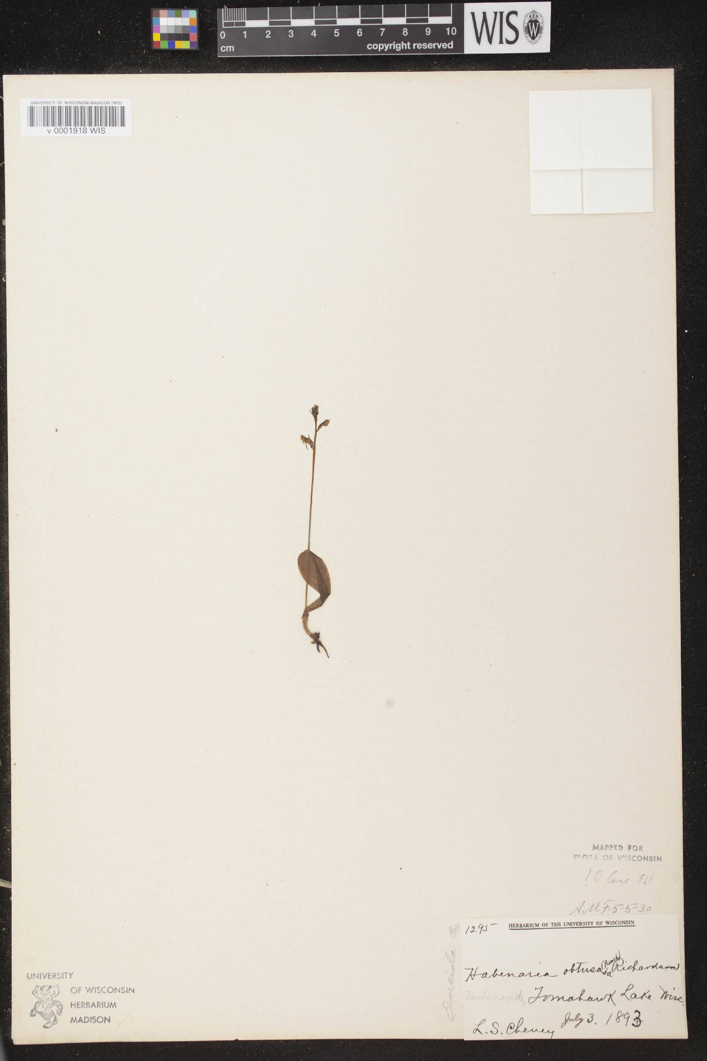 Platanthera obtusata image