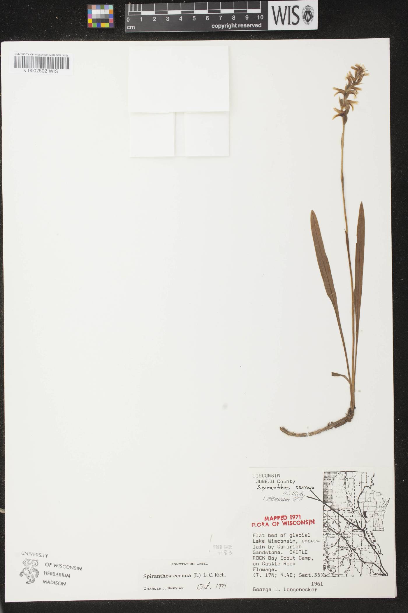 Spiranthes cernua image