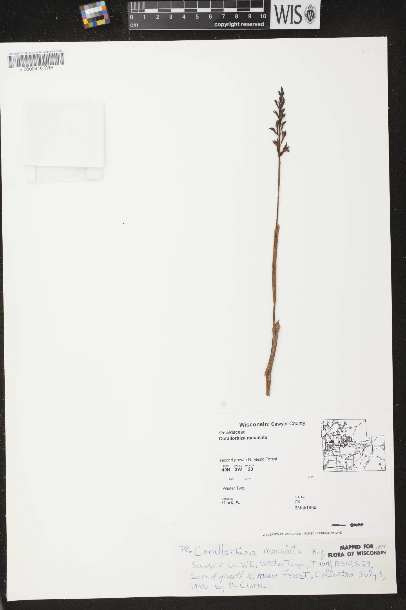 Corallorhiza maculata image