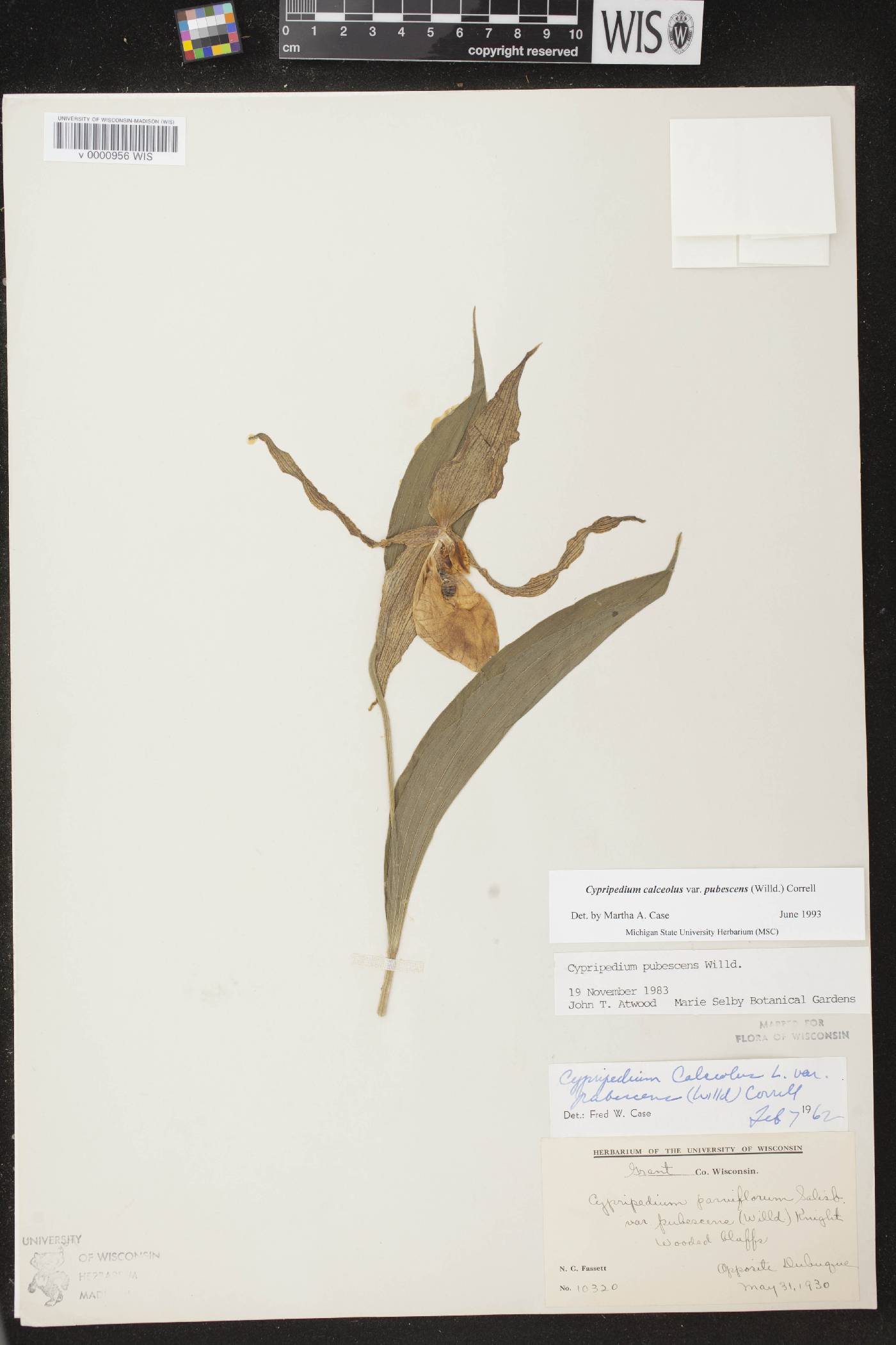 Cypripedium parviflorum image