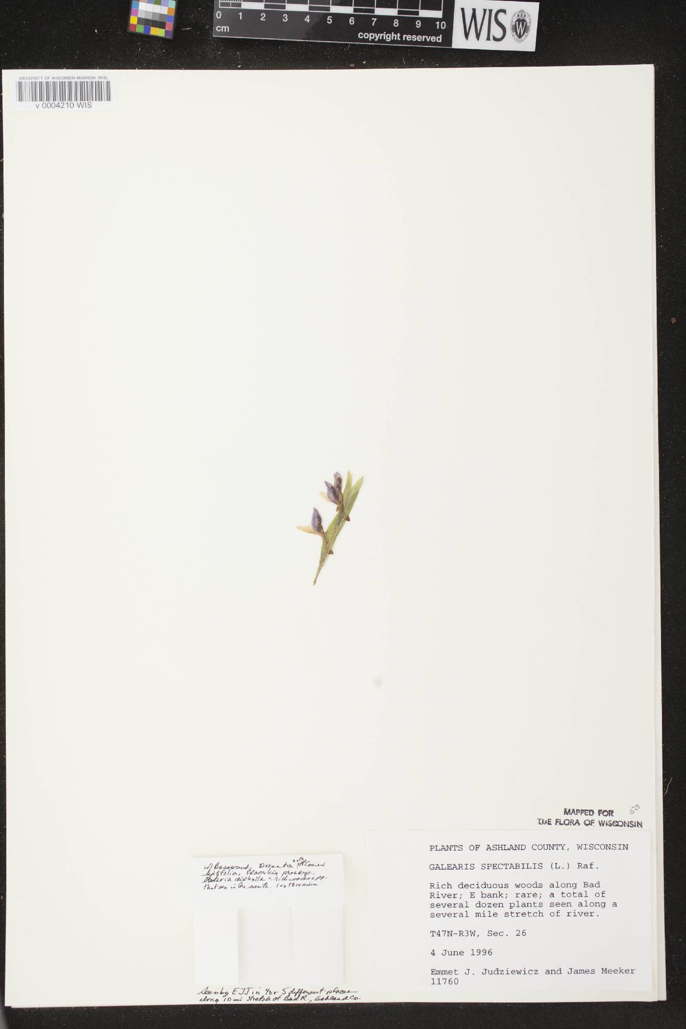 Galearis spectabilis image