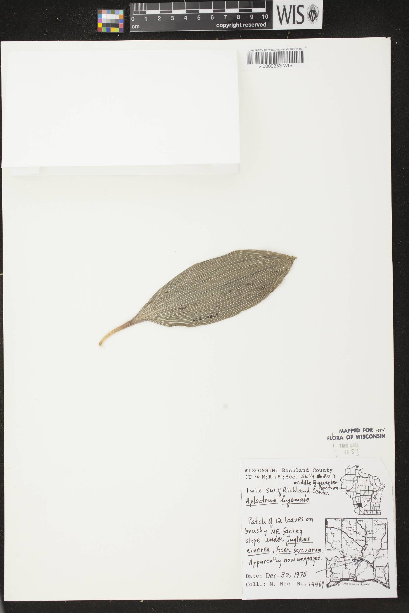 Aplectrum hyemale image