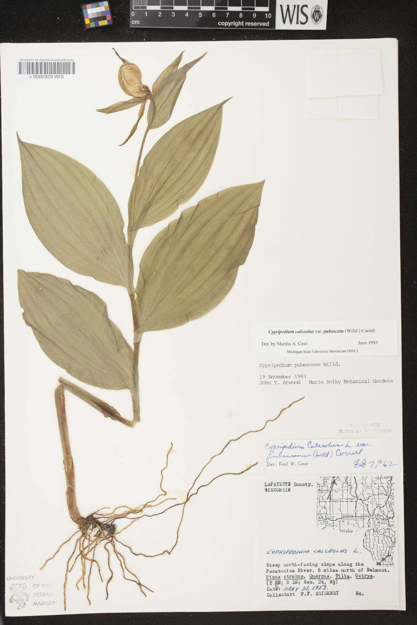 Cypripedium parviflorum image