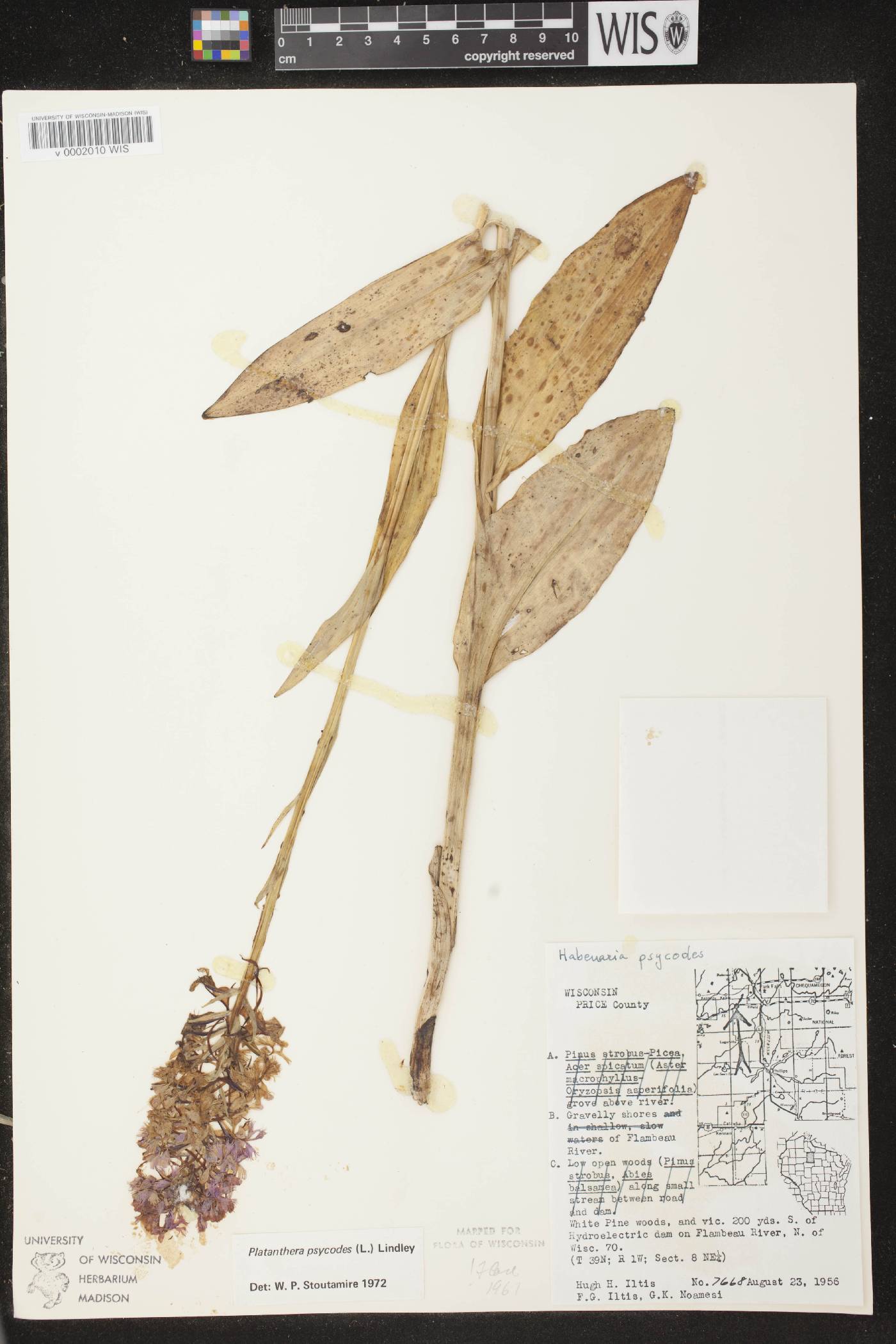 Platanthera psycodes image