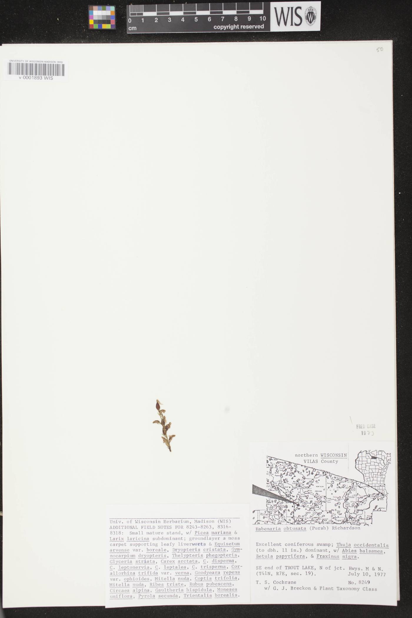 Platanthera obtusata image