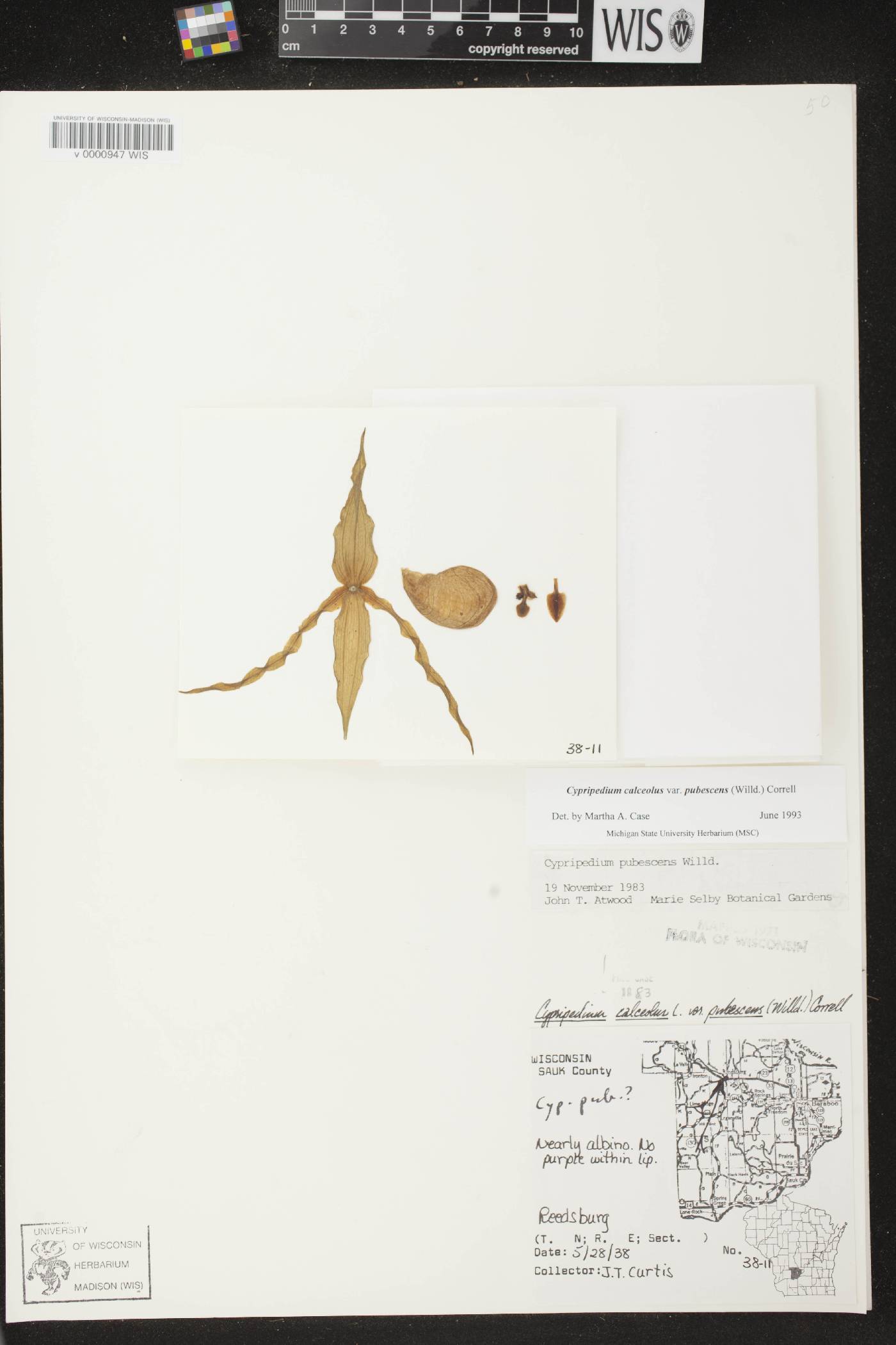 Cypripedium parviflorum image