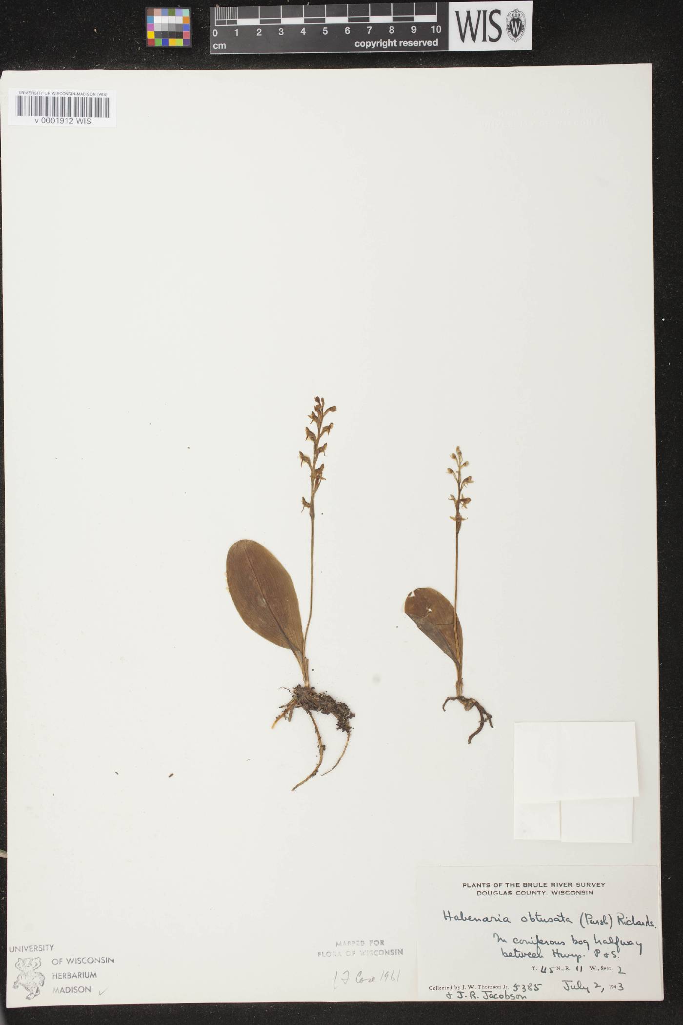 Platanthera obtusata image