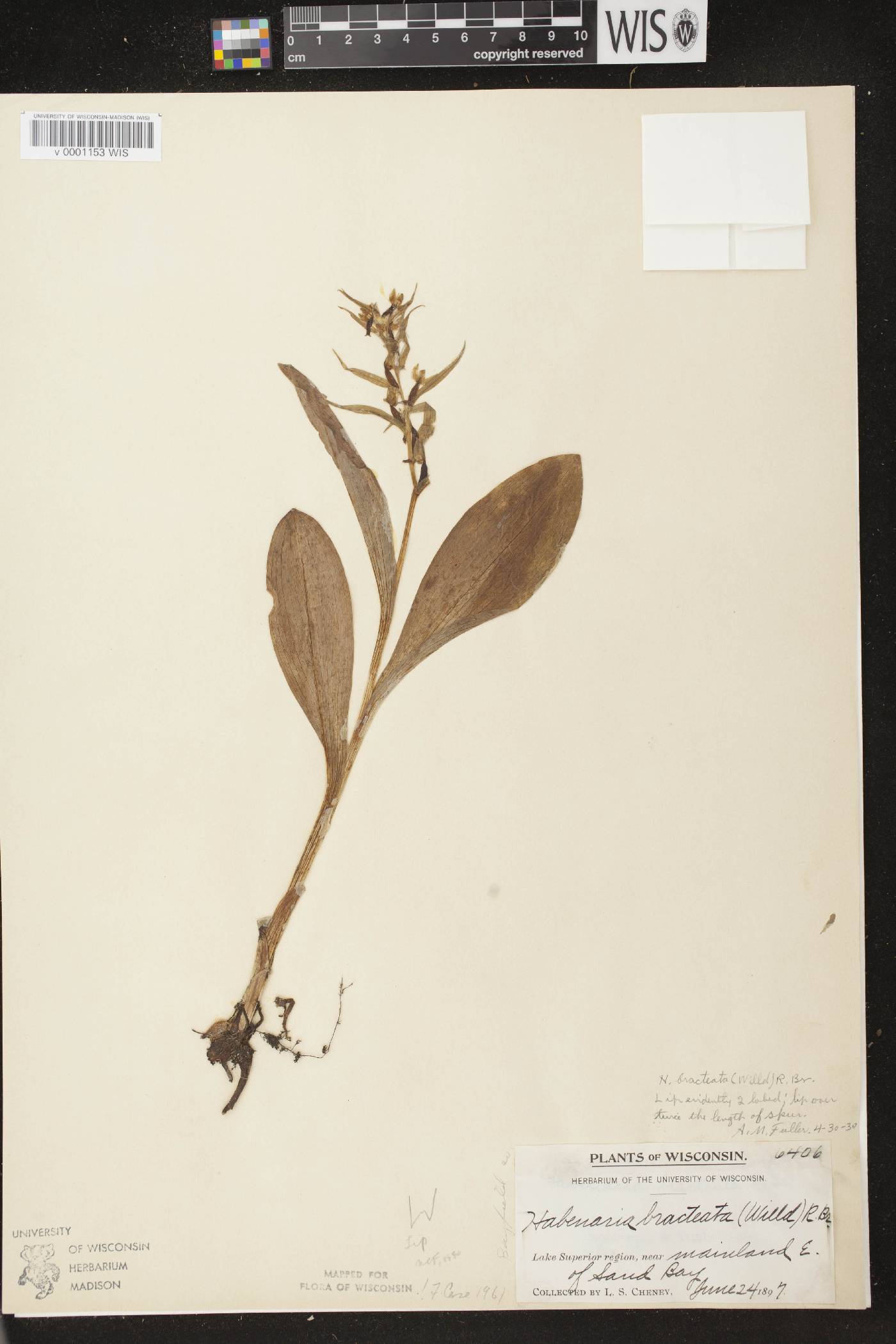 Coeloglossum viride var. virescens image