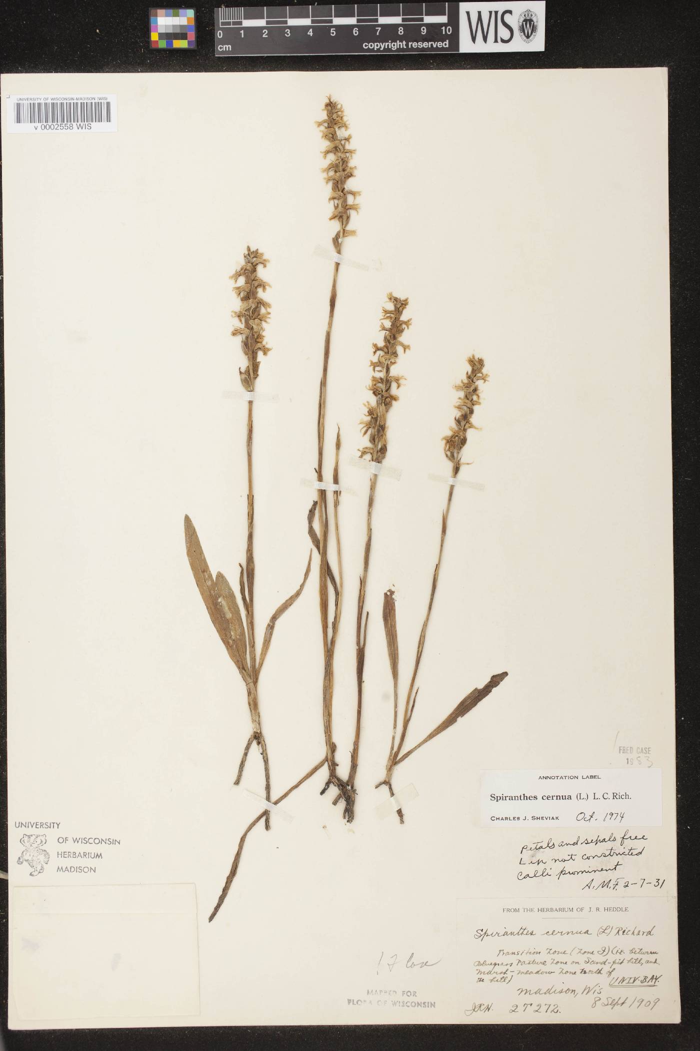 Spiranthes cernua image