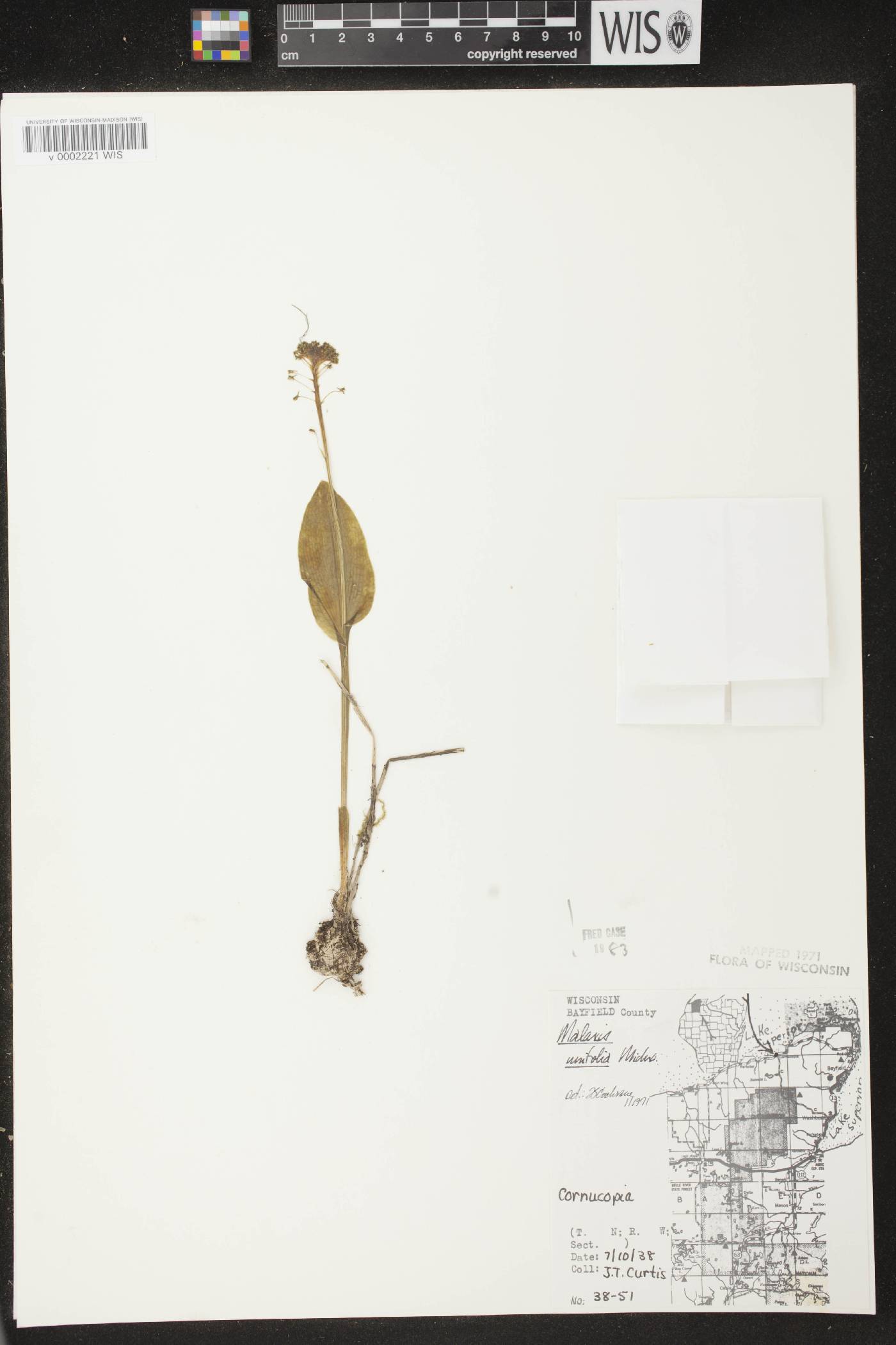 Malaxis unifolia image