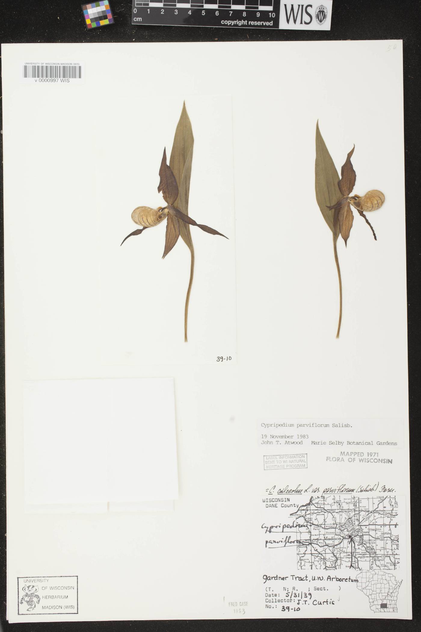 Cypripedium parviflorum var. makasin image