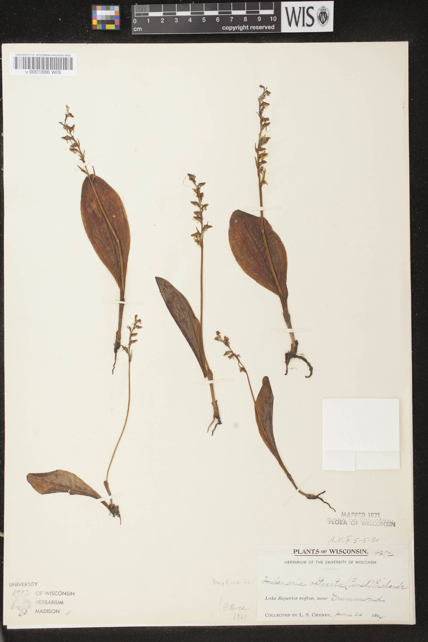 Platanthera obtusata image