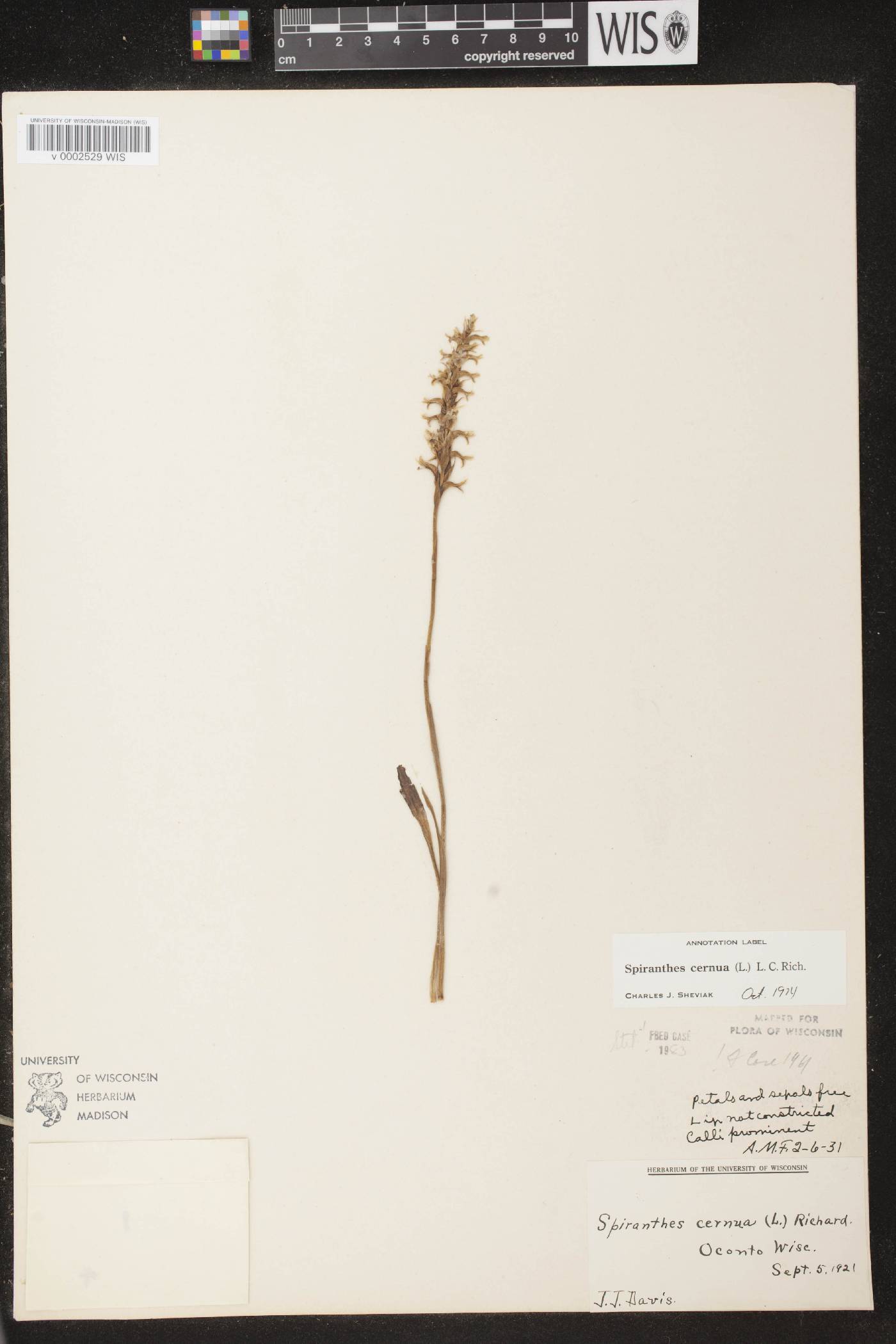 Spiranthes cernua image