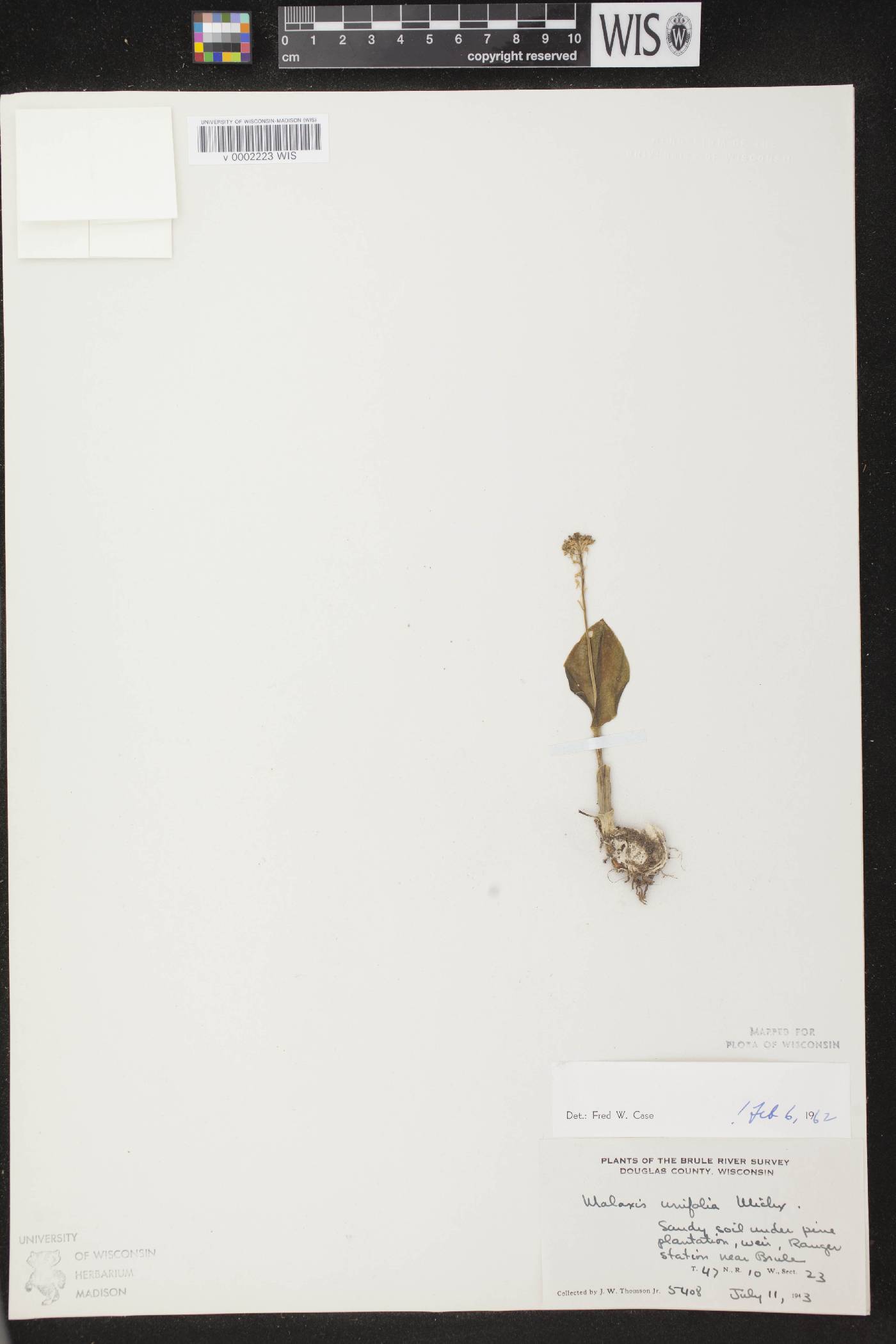 Malaxis unifolia image