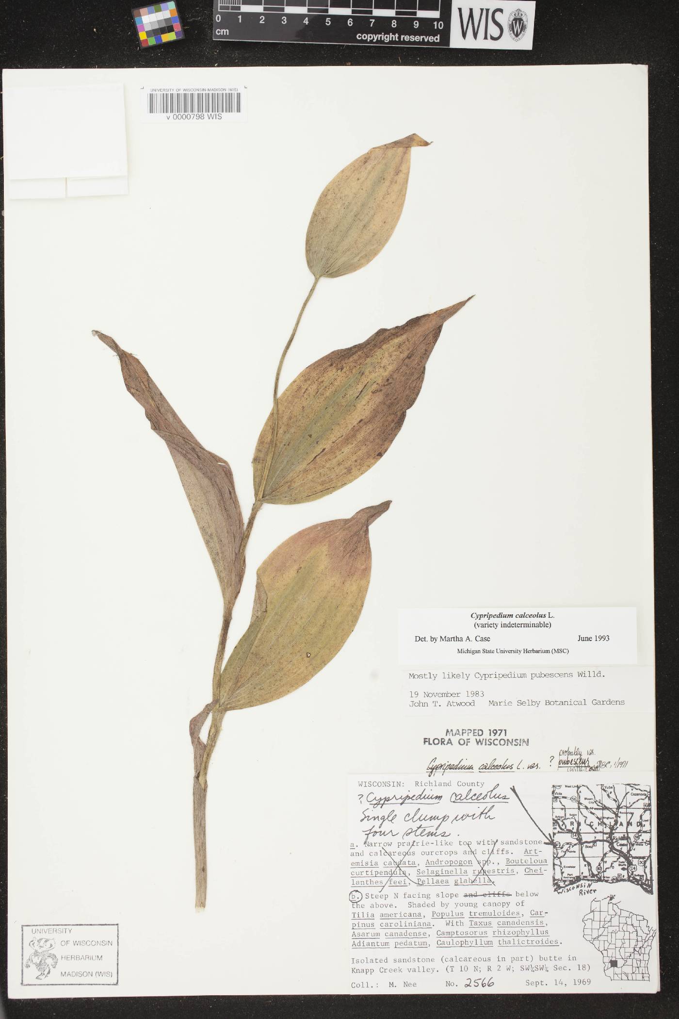 Cypripedium parviflorum image