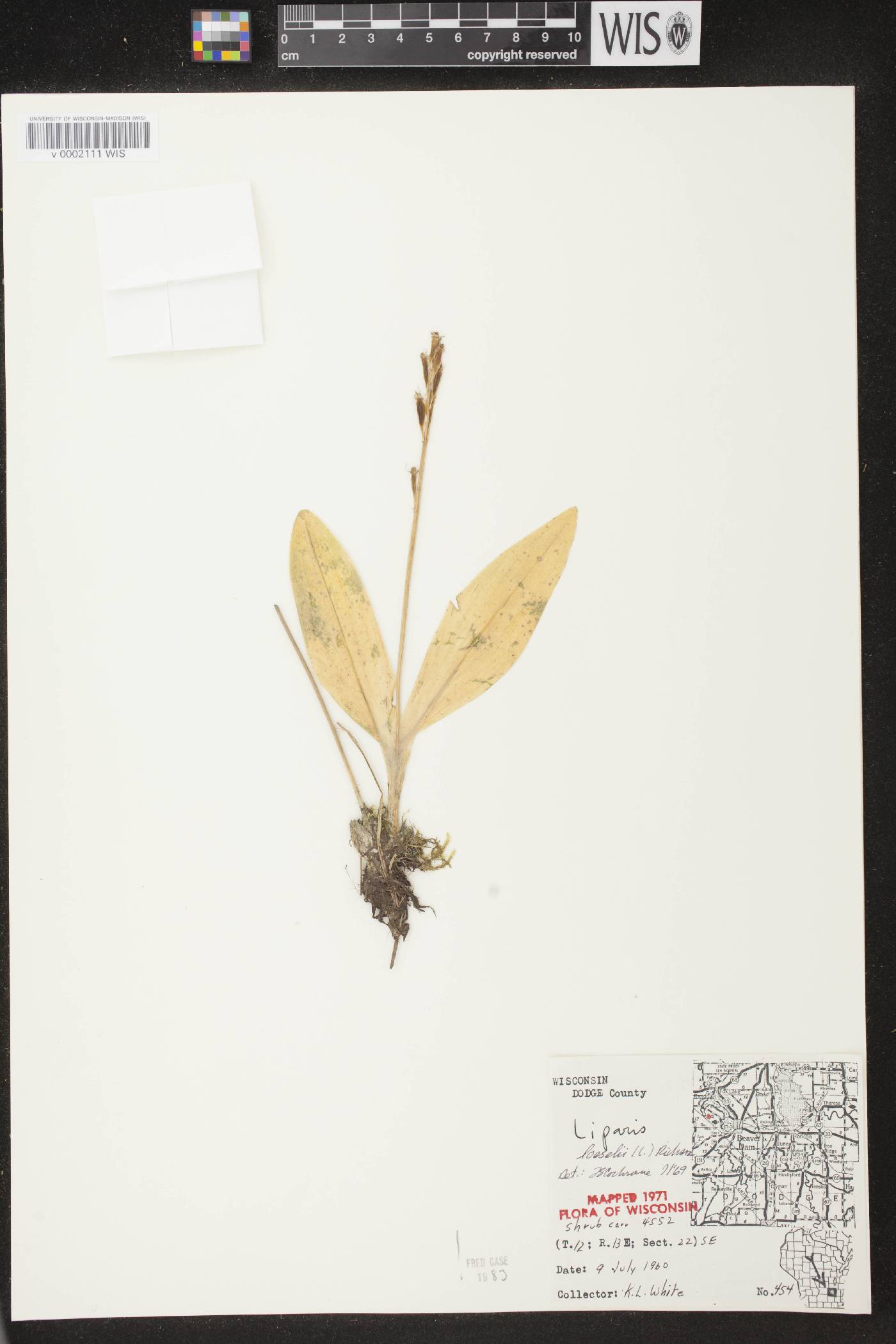 Liparis loeselii image