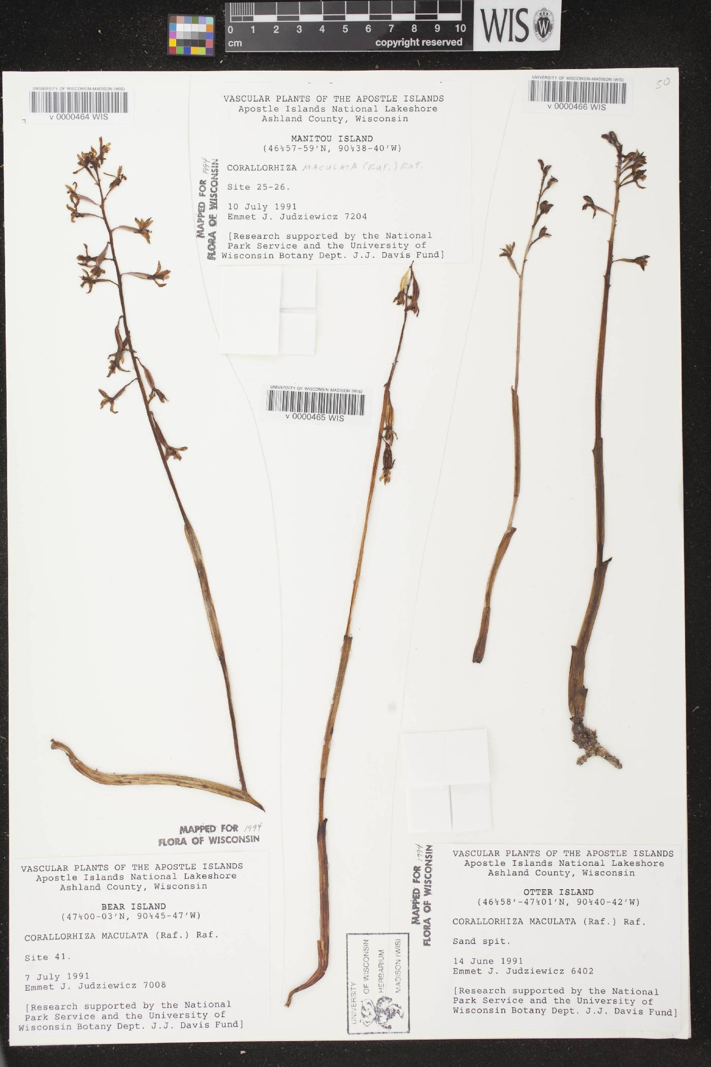 Corallorhiza maculata image