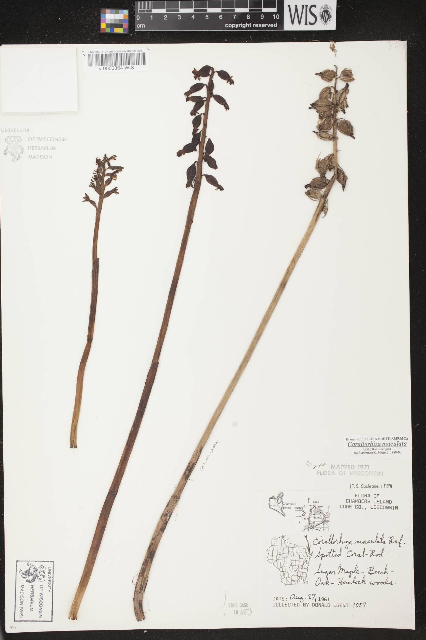 Corallorhiza maculata image