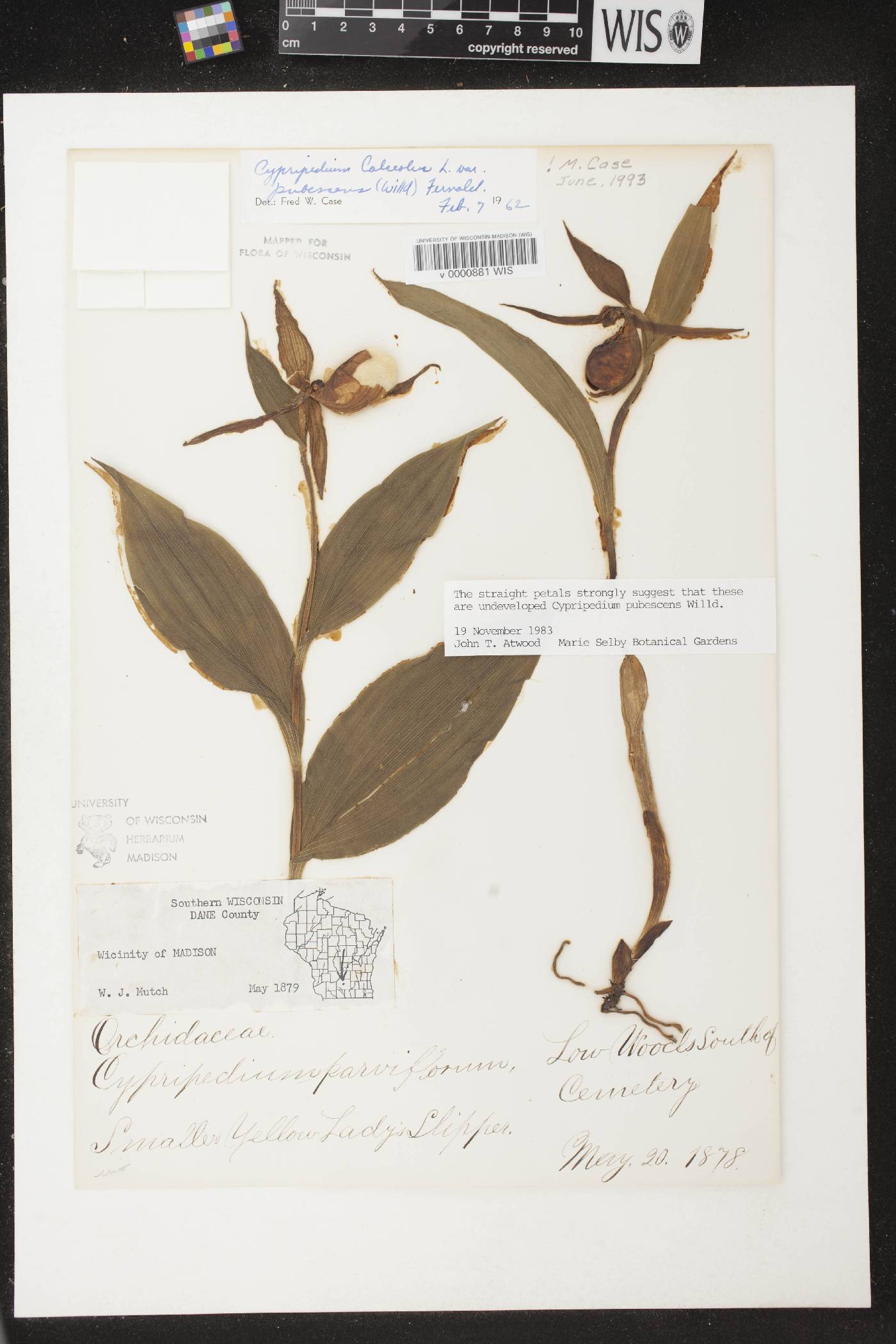 Cypripedium parviflorum var. pubescens image