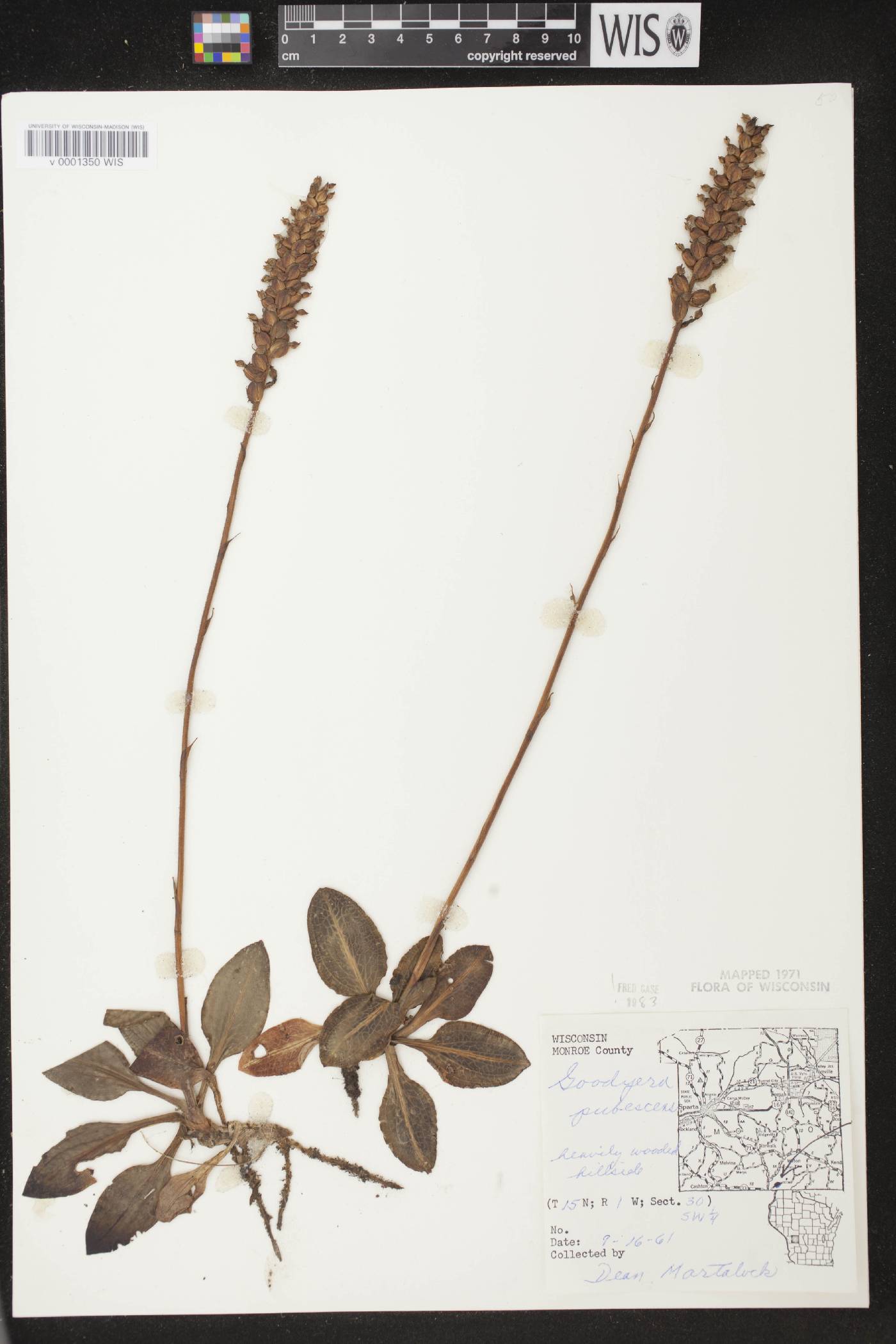Goodyera pubescens image