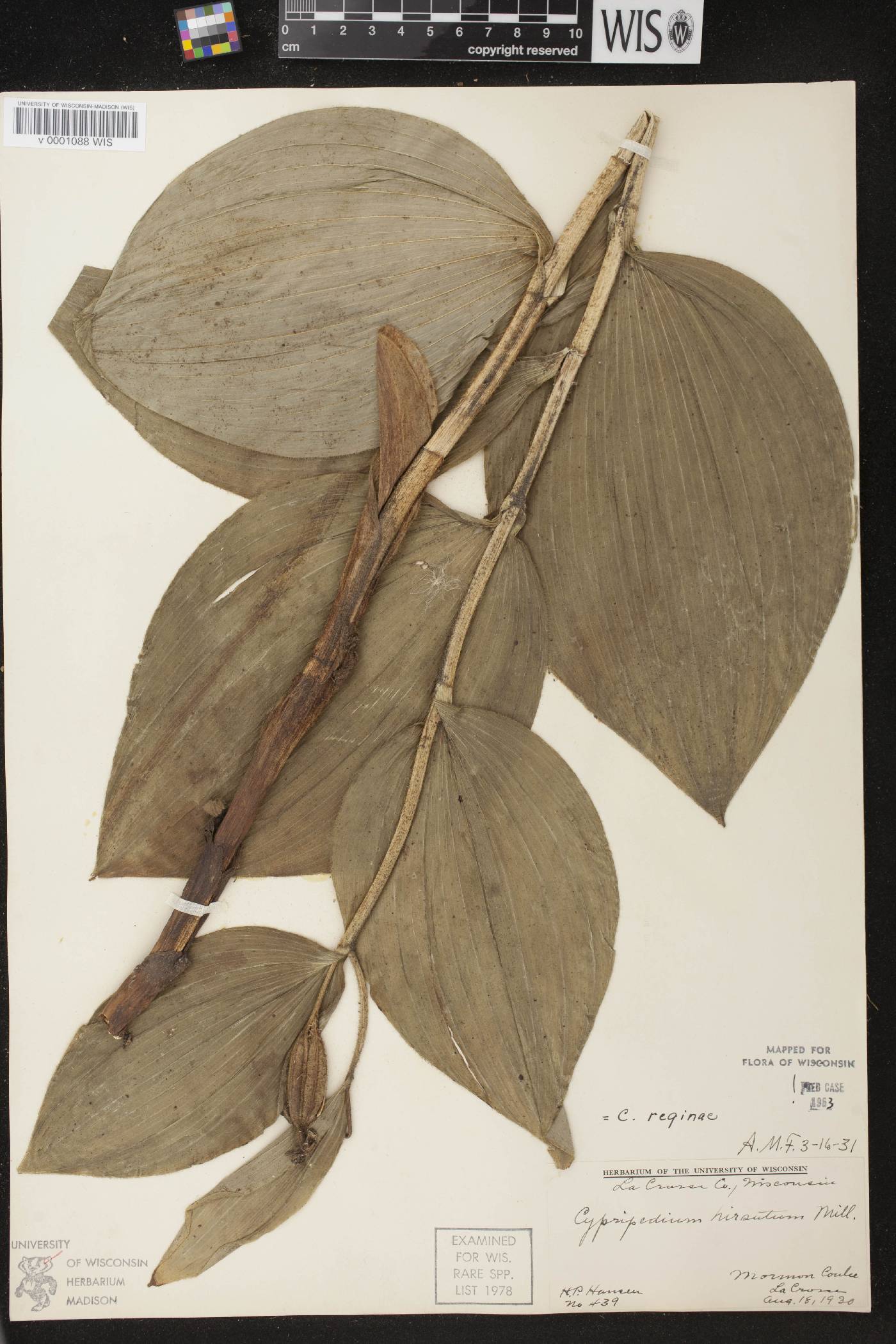 Cypripedium reginae image