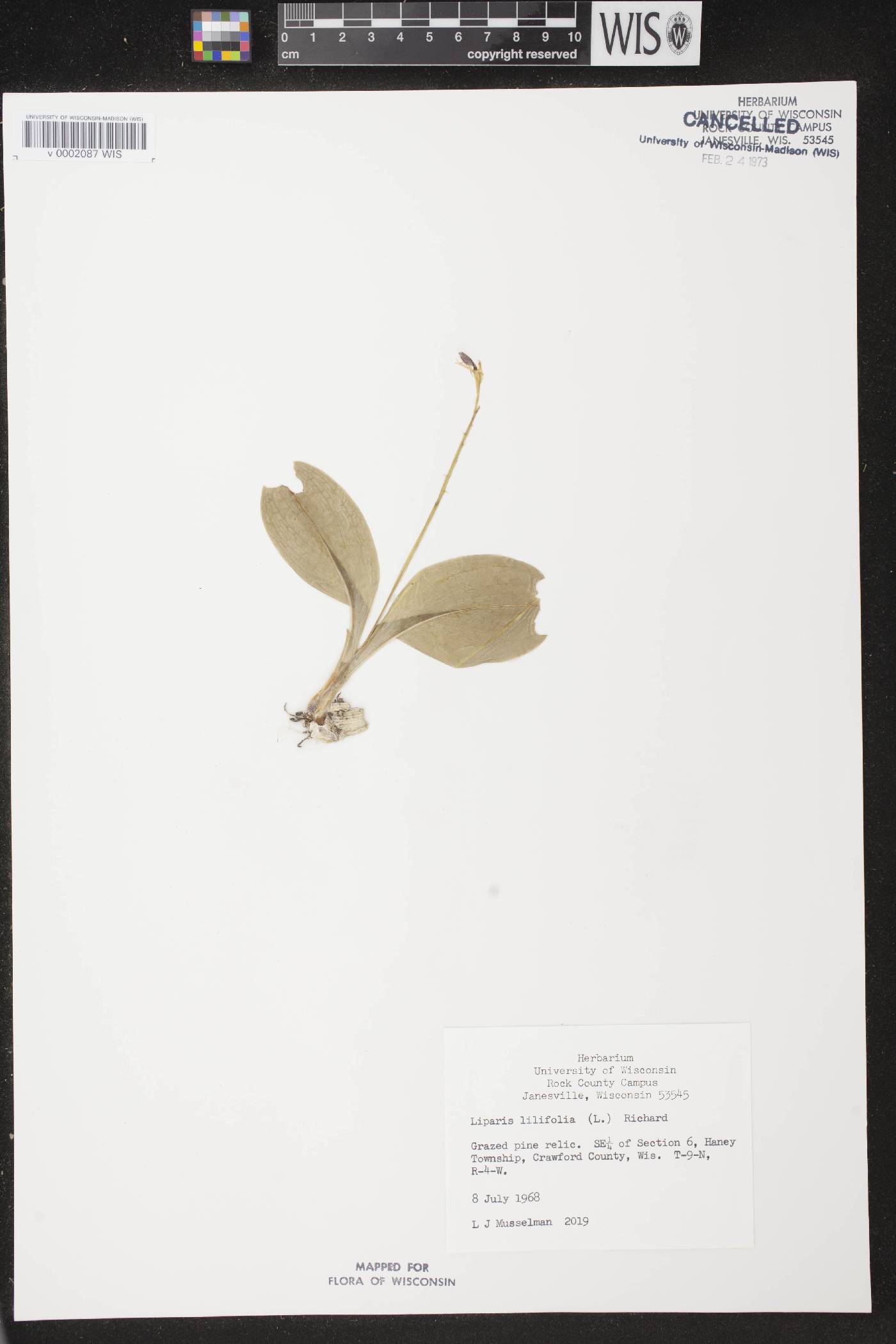 Liparis liliifolia image